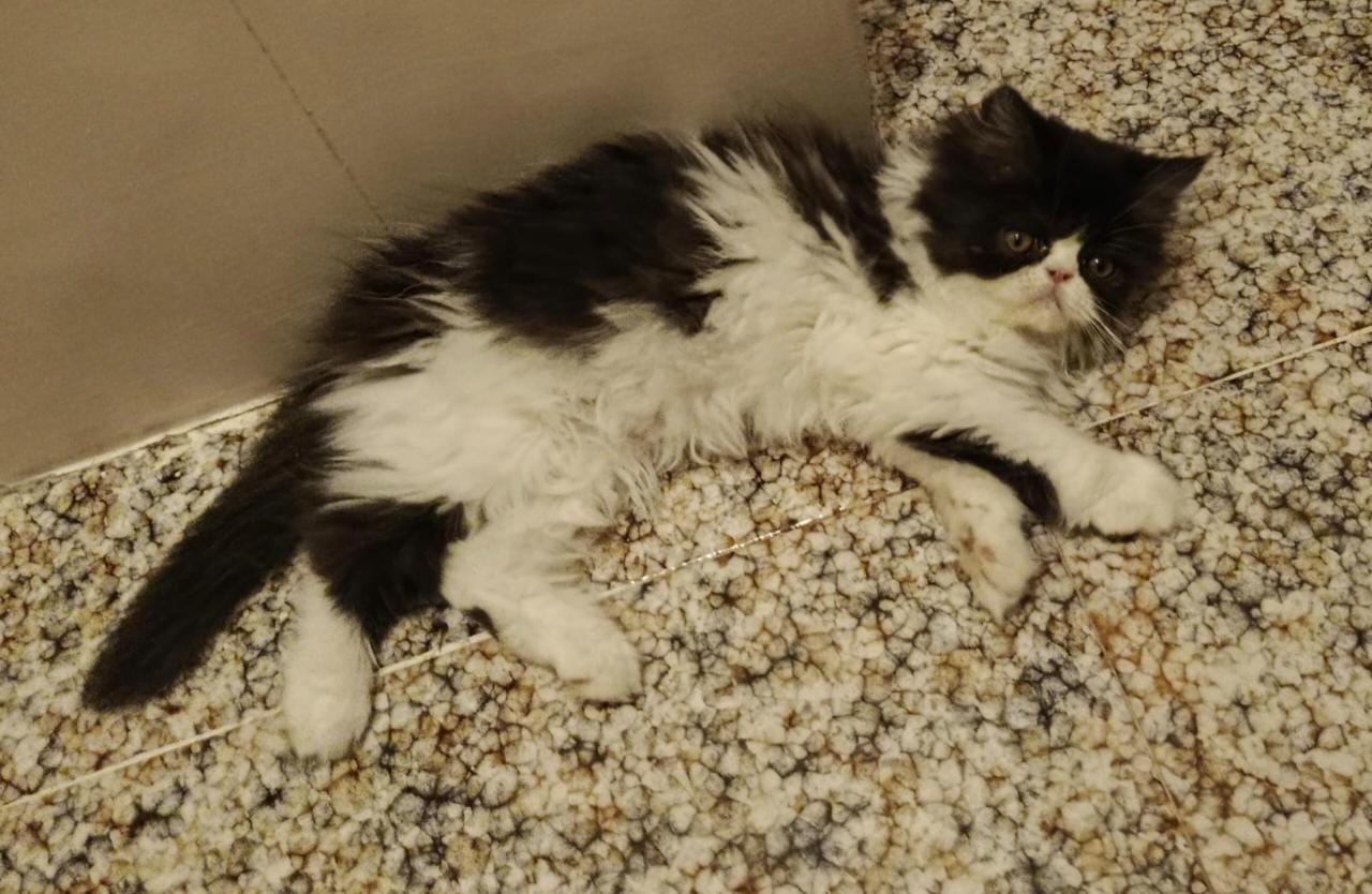 Gato Persa Americano
