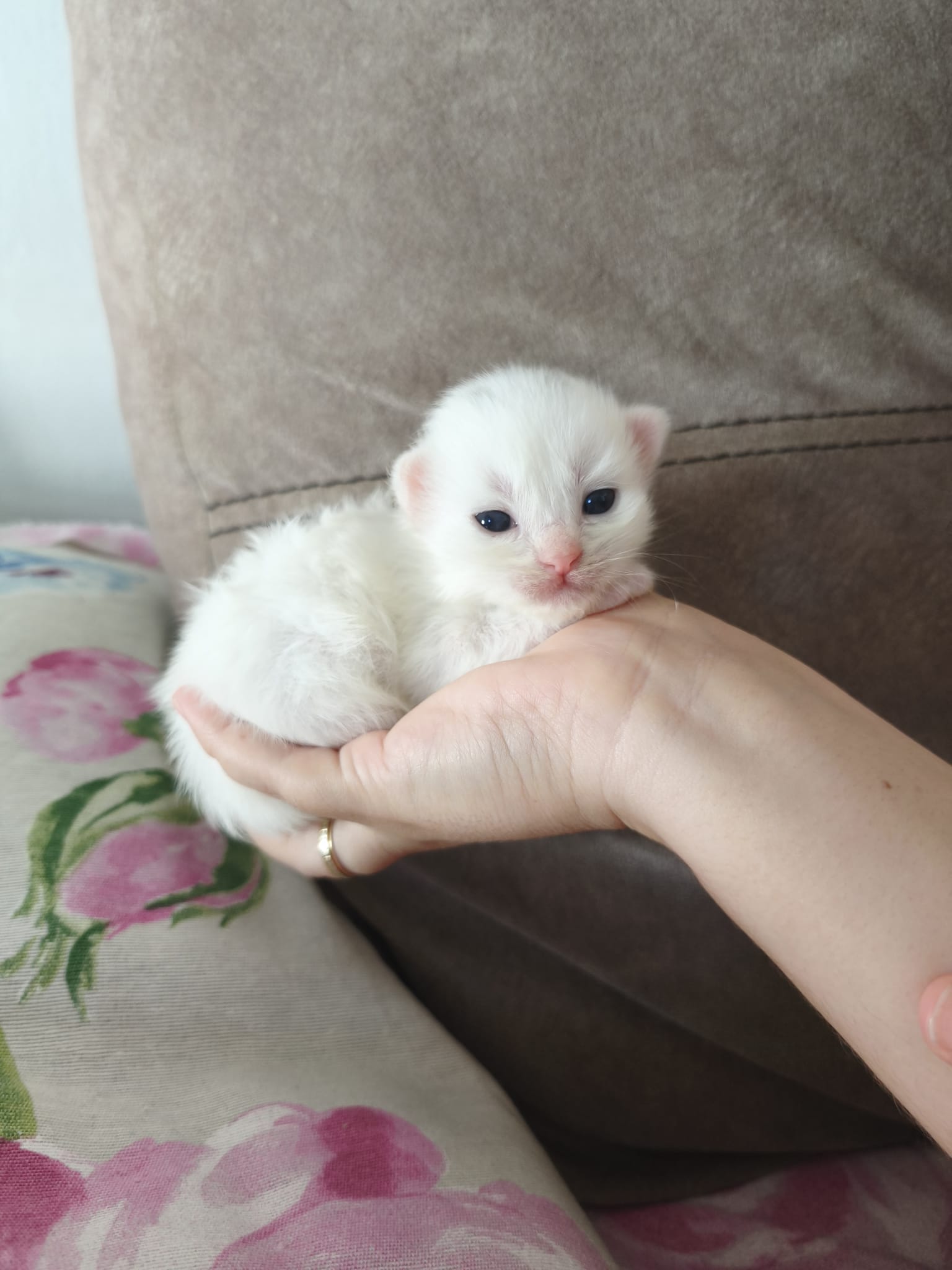 Canela - Gatita persa disponible