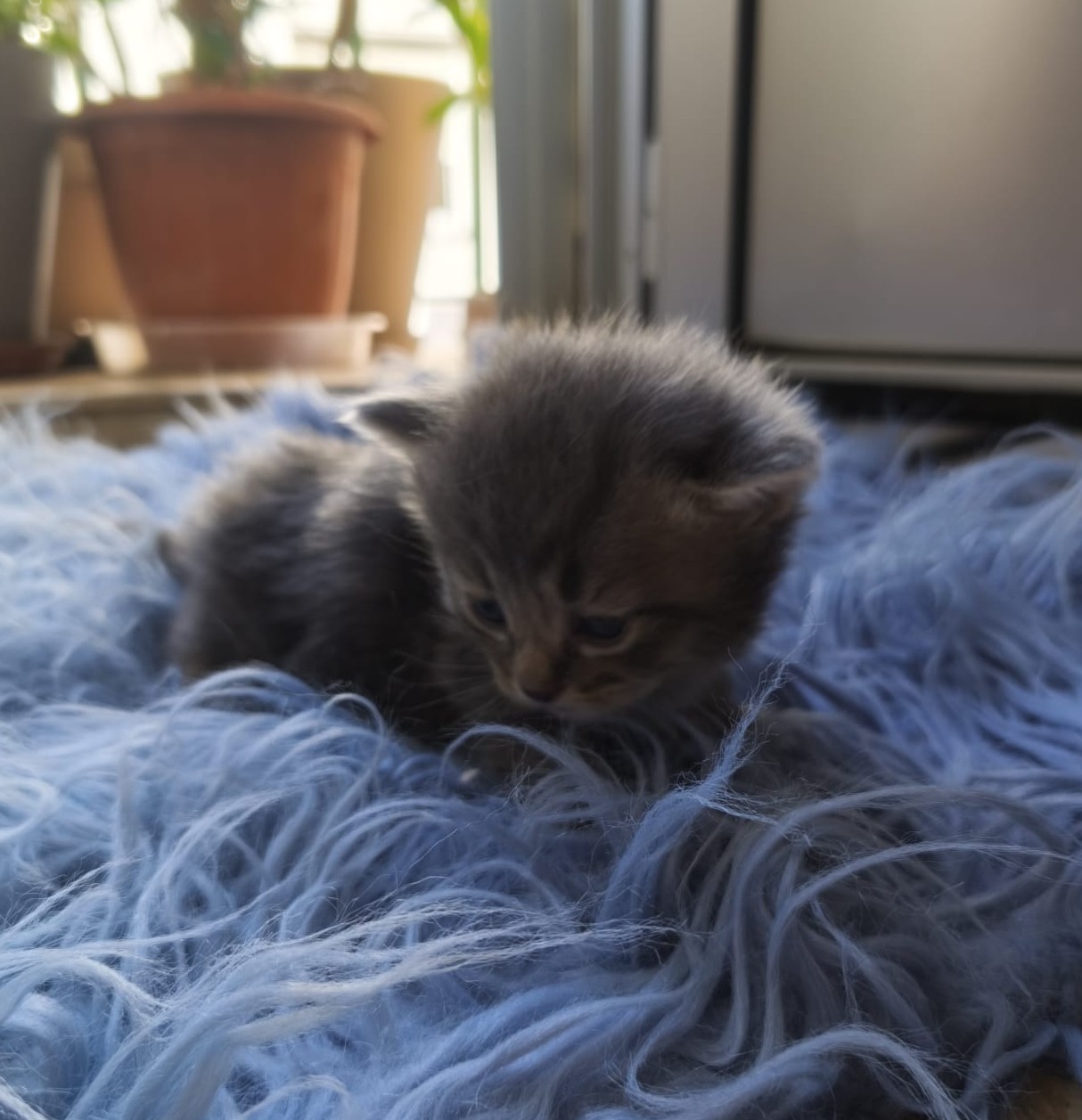 Platon - Gato persa europeo macho