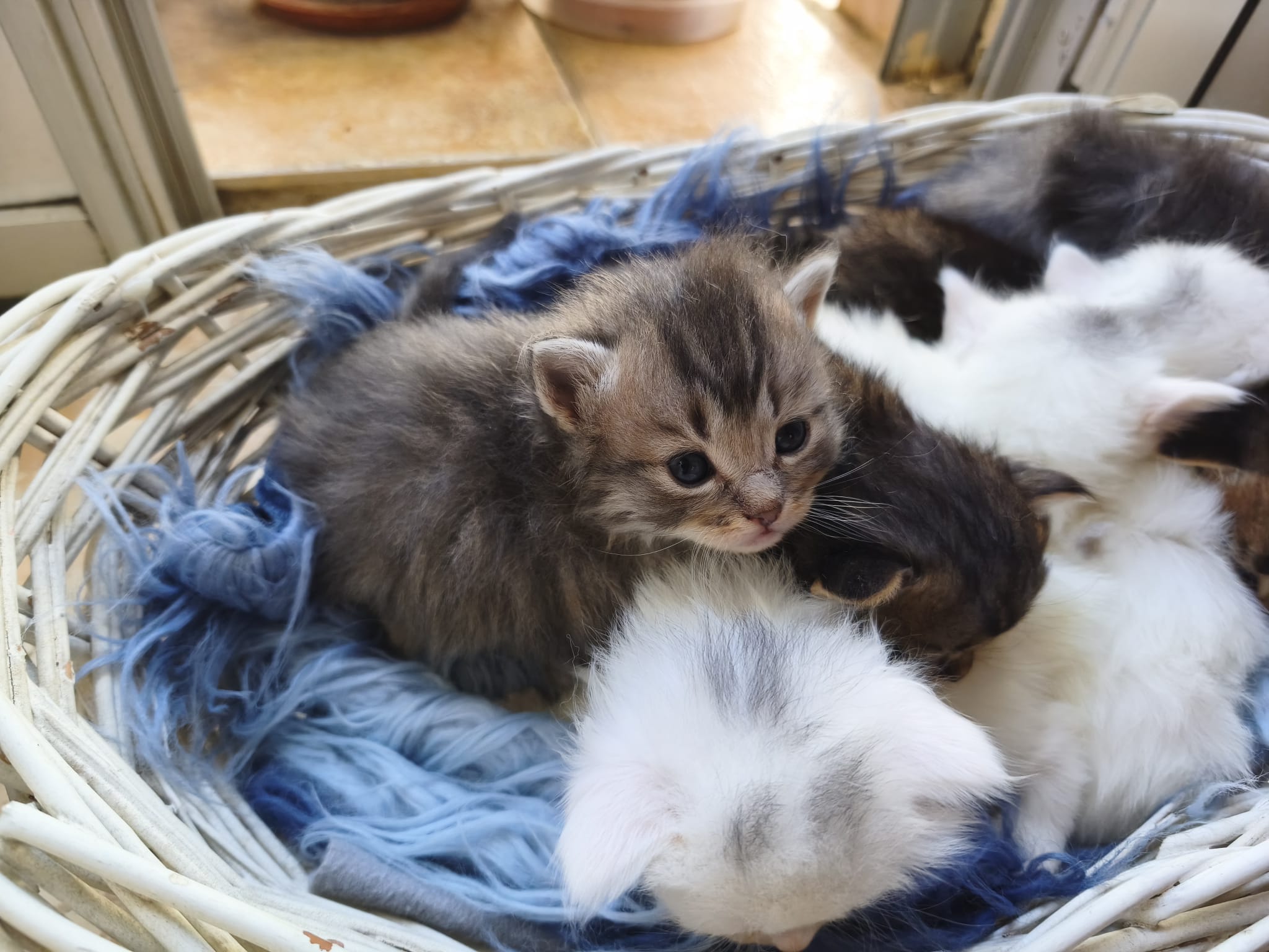 William - Gatita persa disponible