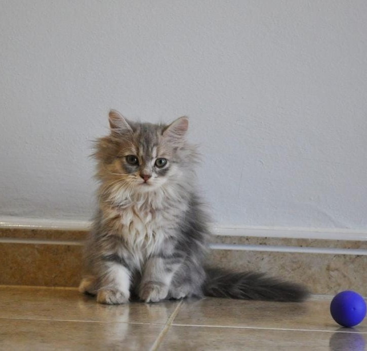 Gato persa en adopción Sevilla