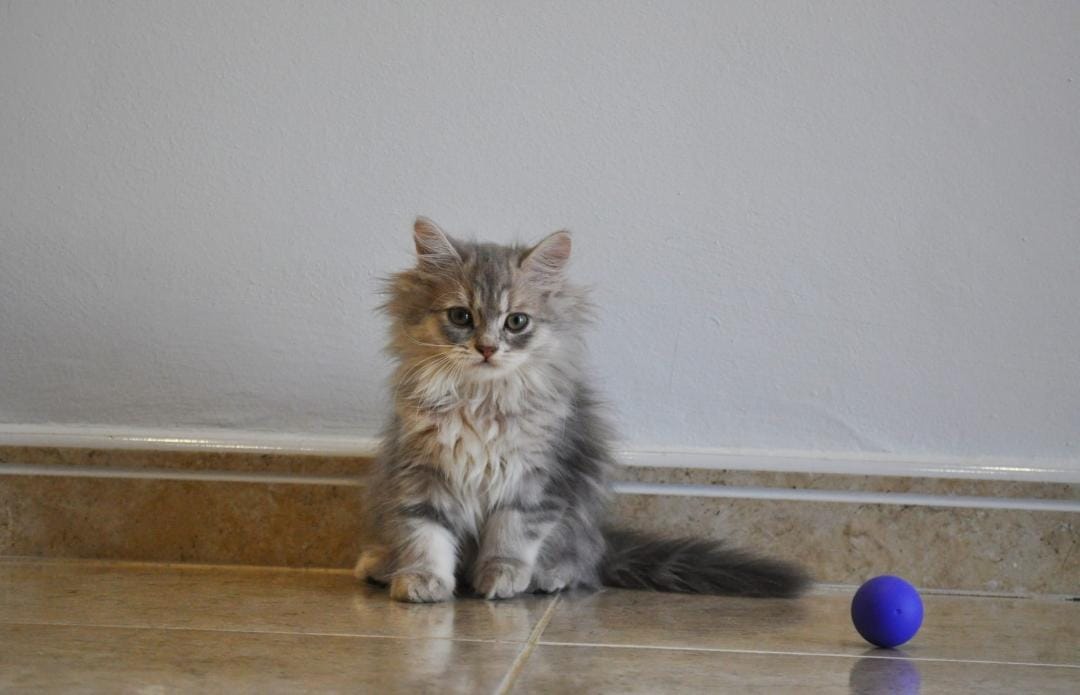 Gato persa himalayo en adopción Sevilla - Anubis