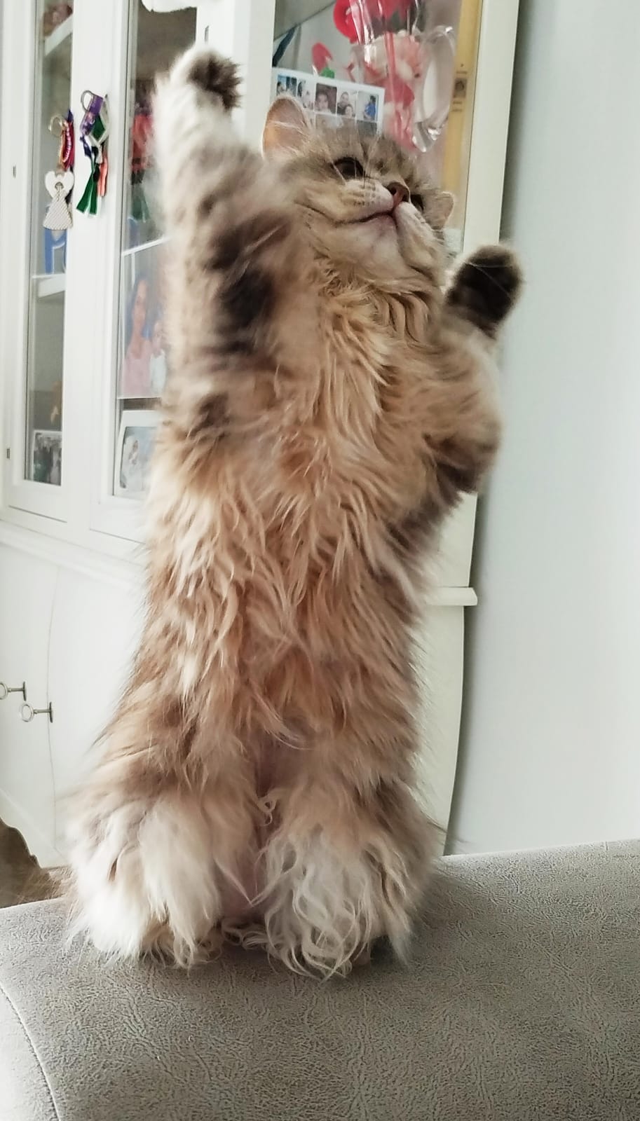 Anubis, gata persa chinchilla del criadero Ágatha Gatos Persas