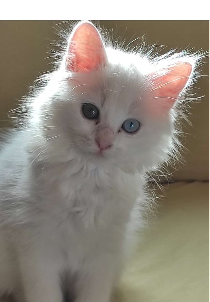 Apolo - Gato persa europeo macho