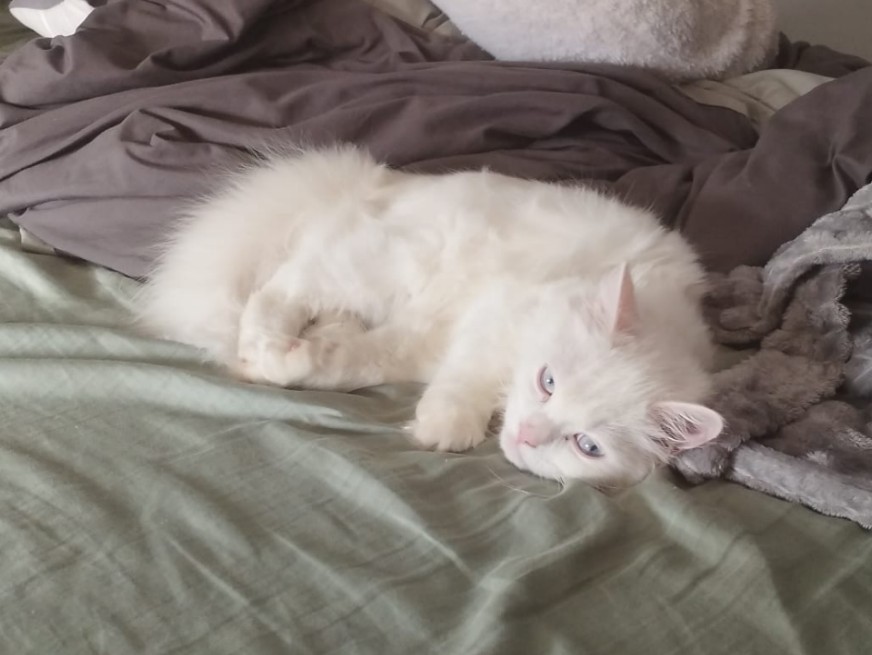 Ares - Gato persa chinchilla