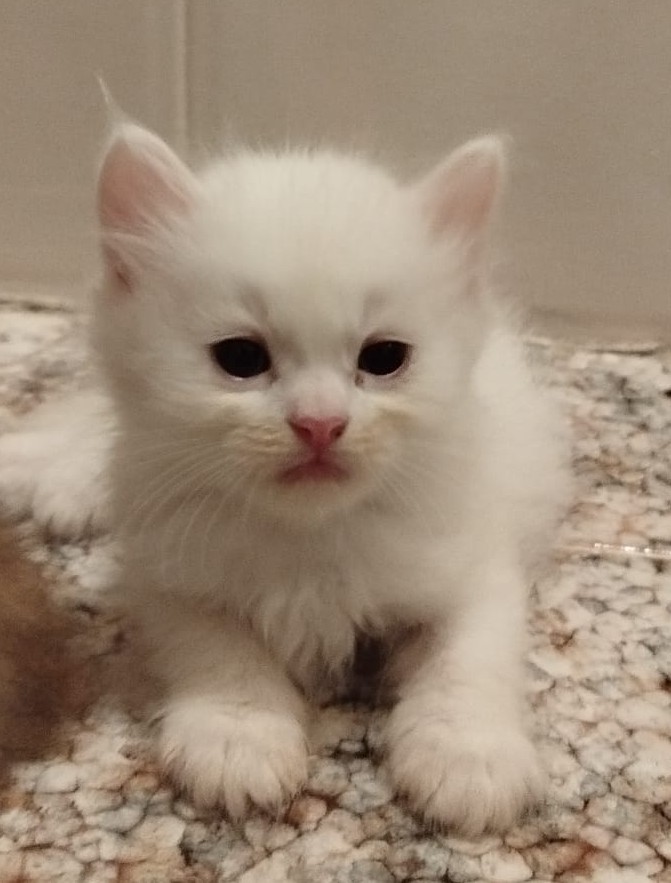 Ares - Gato persa chinchilla