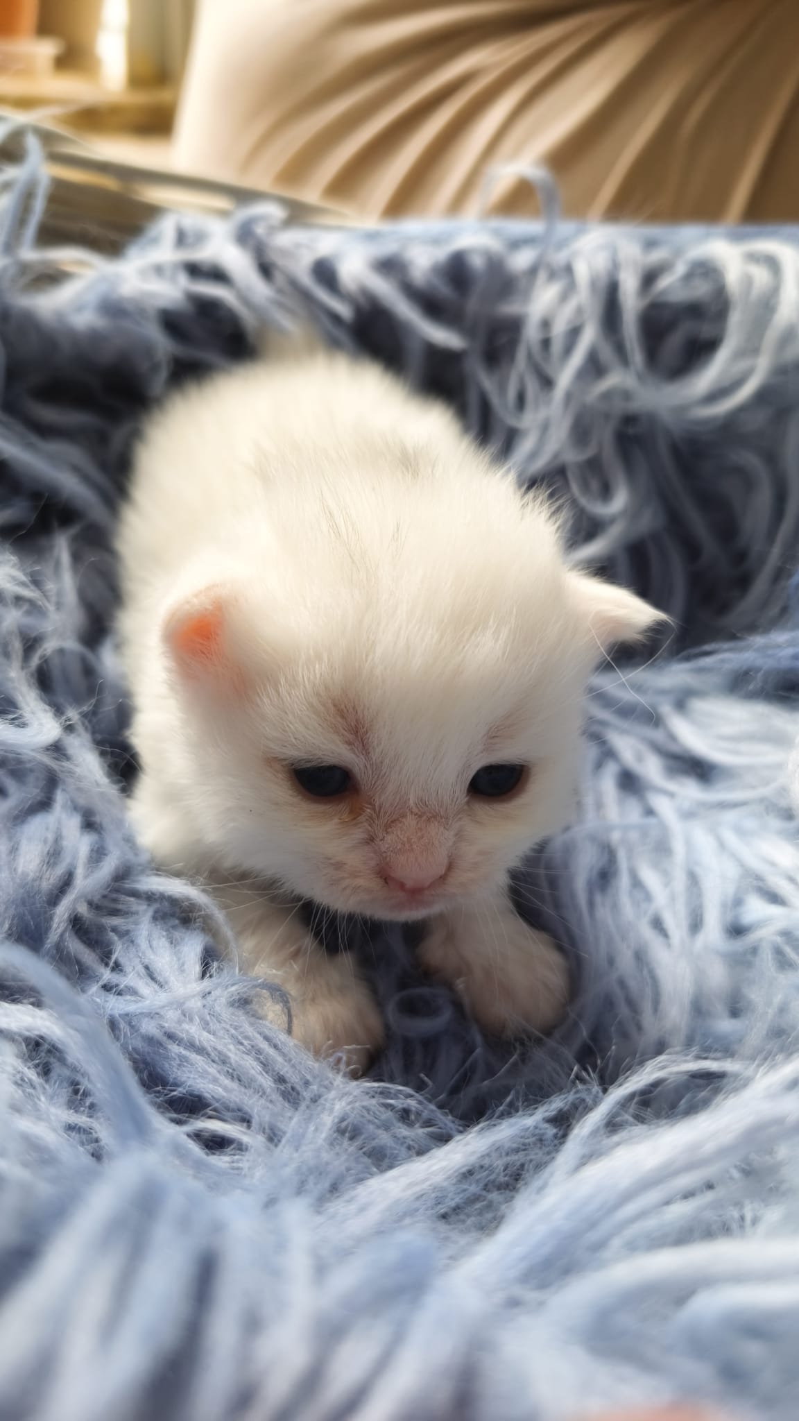 Aristoteles - Gato persa chinchilla macho