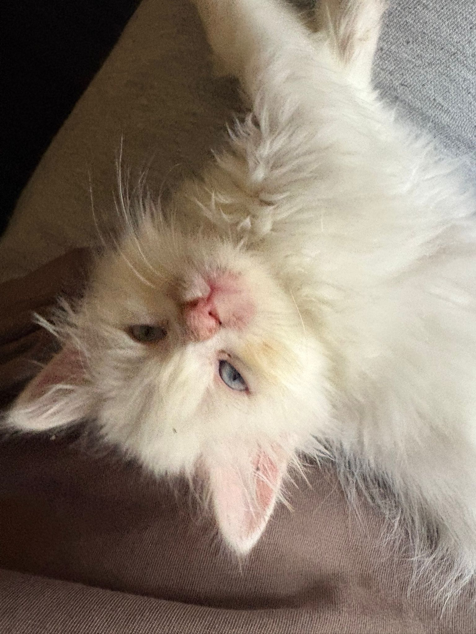 Atlas - Gato persa chinchilla