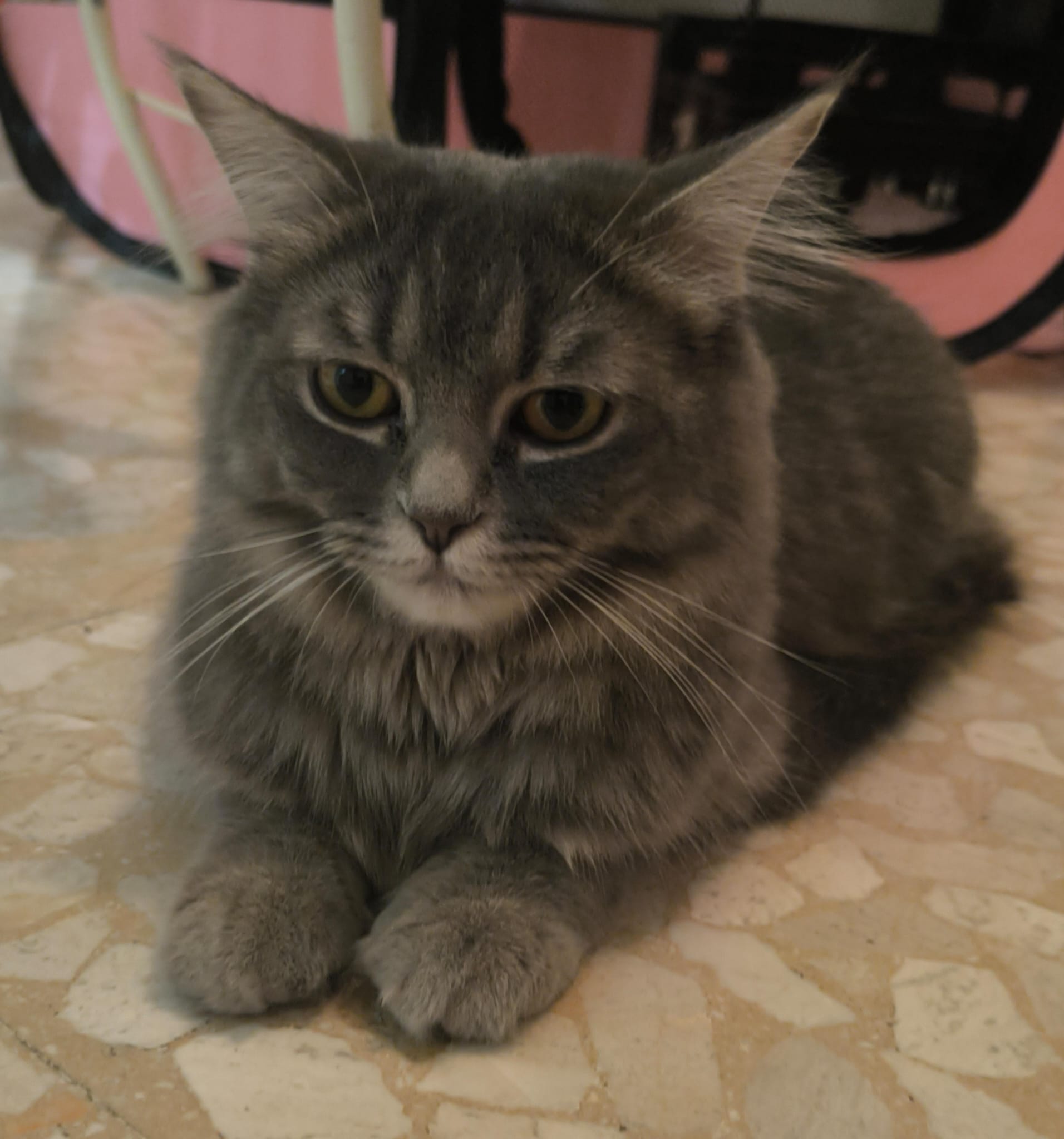 Madre gato persa europeo