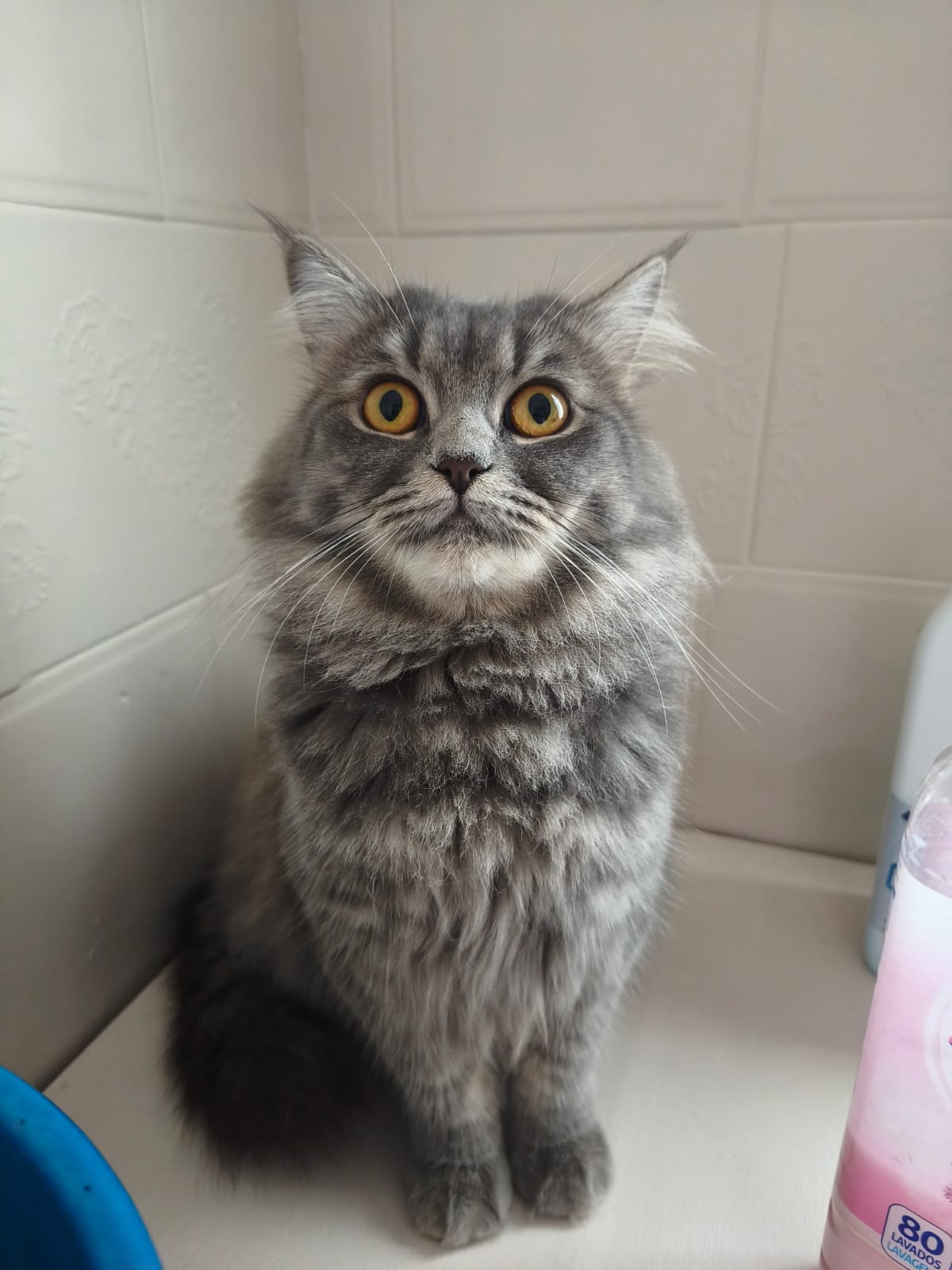 Madre gato persa europeo