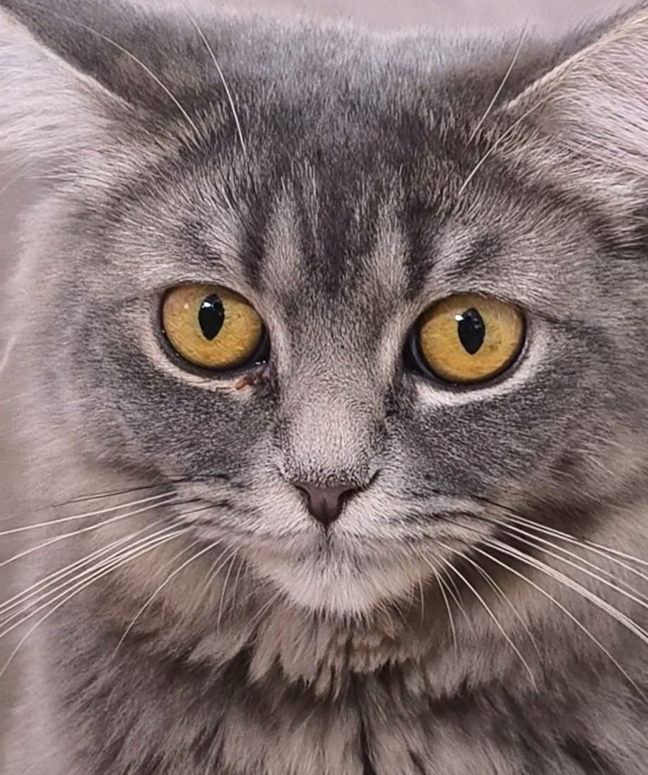 Gato persa Bluey en adopción España