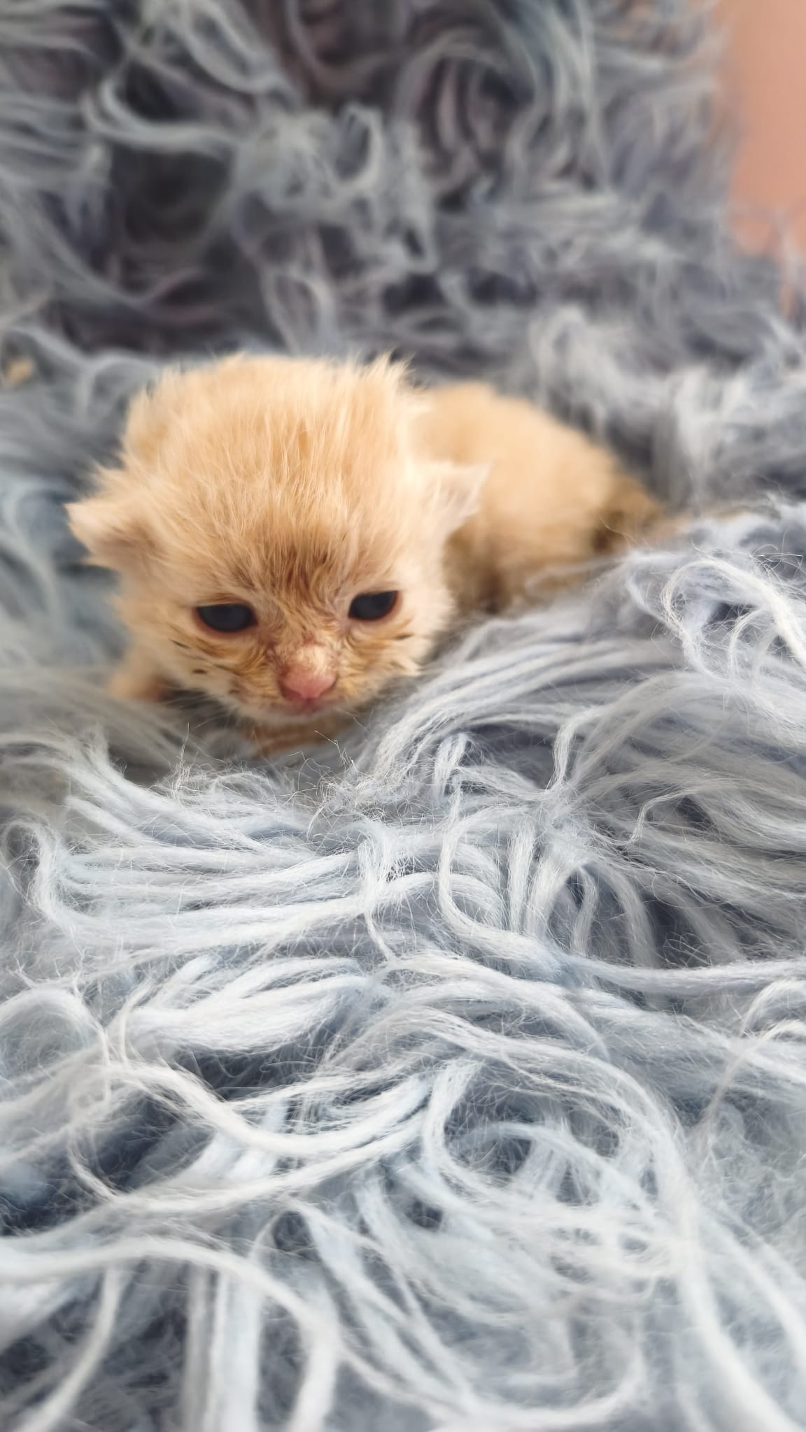 Camada de gatos himalayos