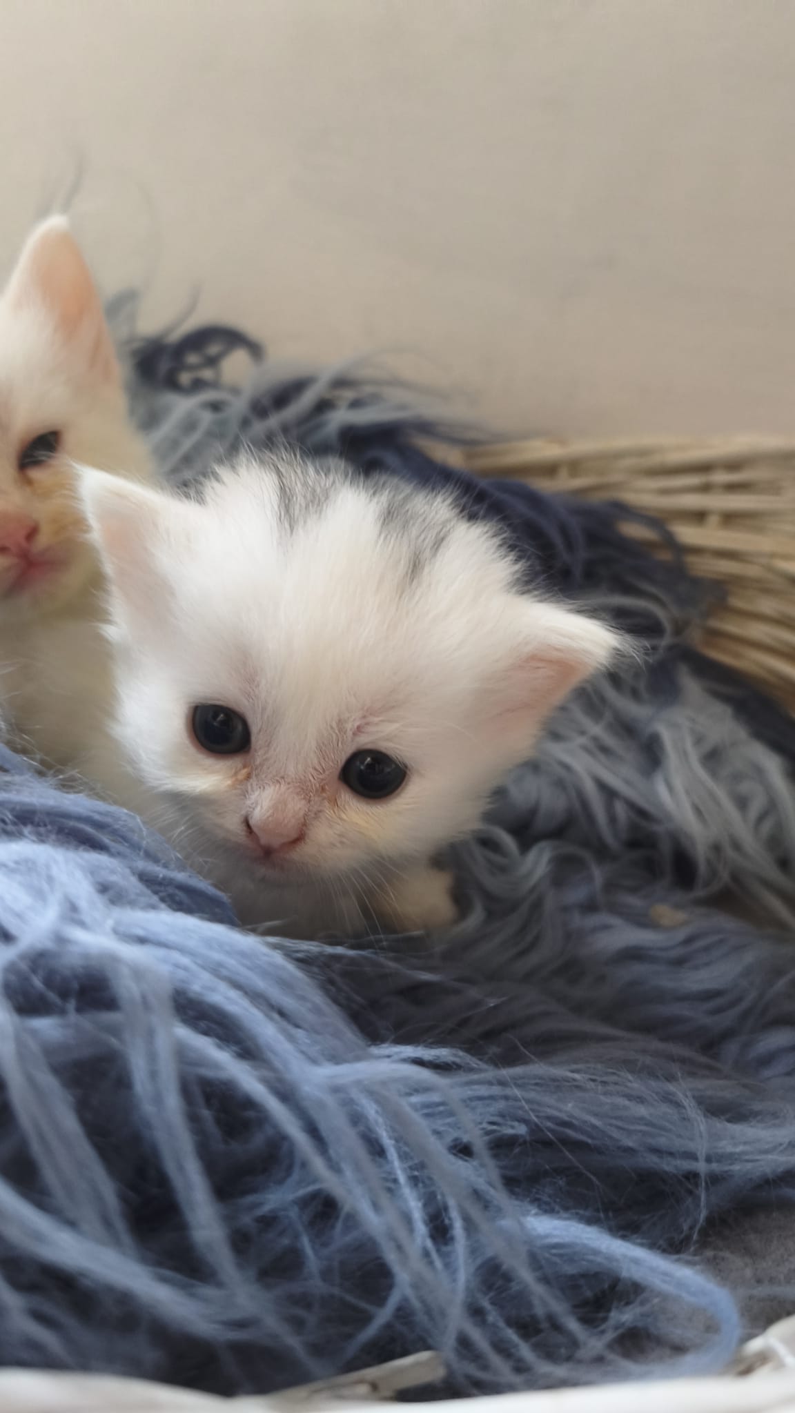 Canela - Gato persa europeo hembra