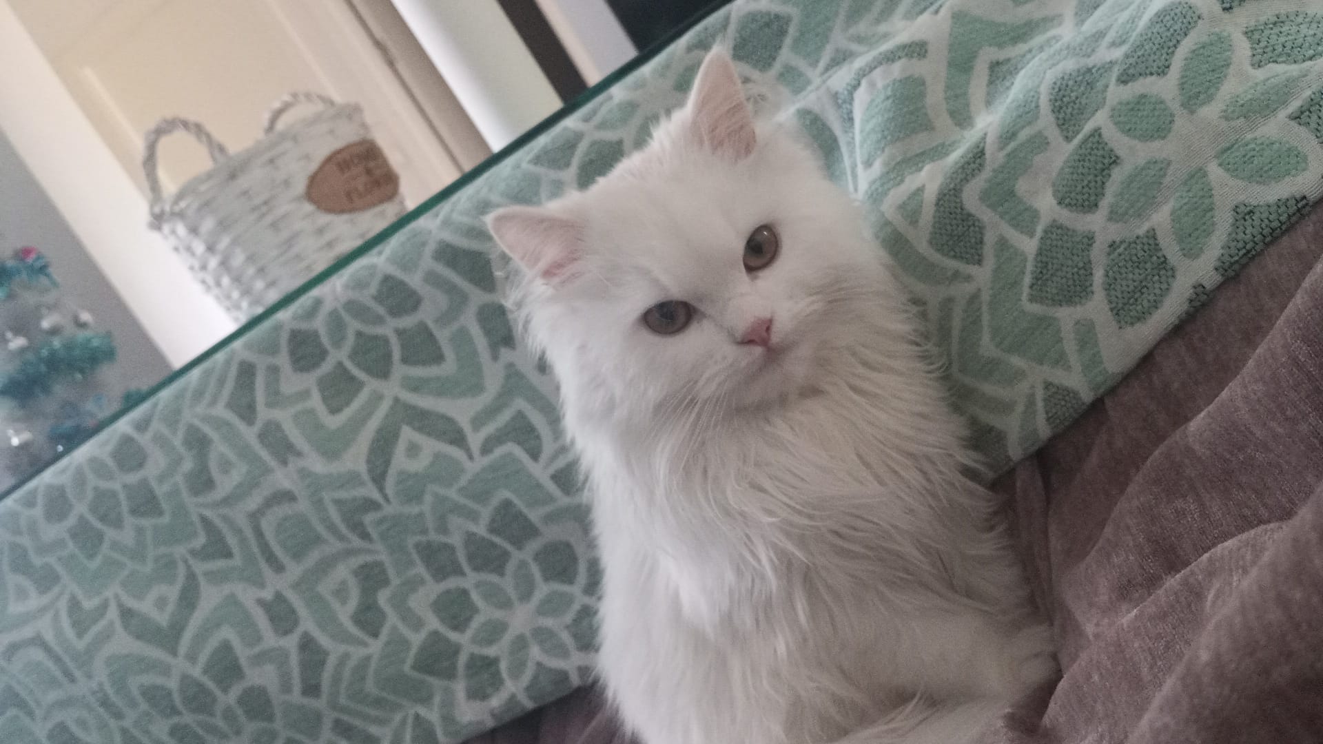 Gato persa Ceres en criadero Sevilla