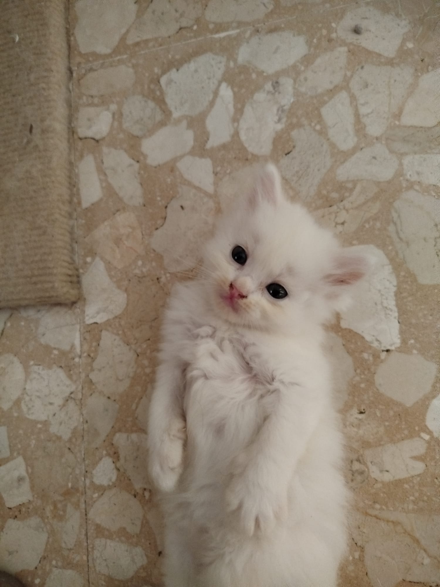 Caronte - Gato persa chinchilla