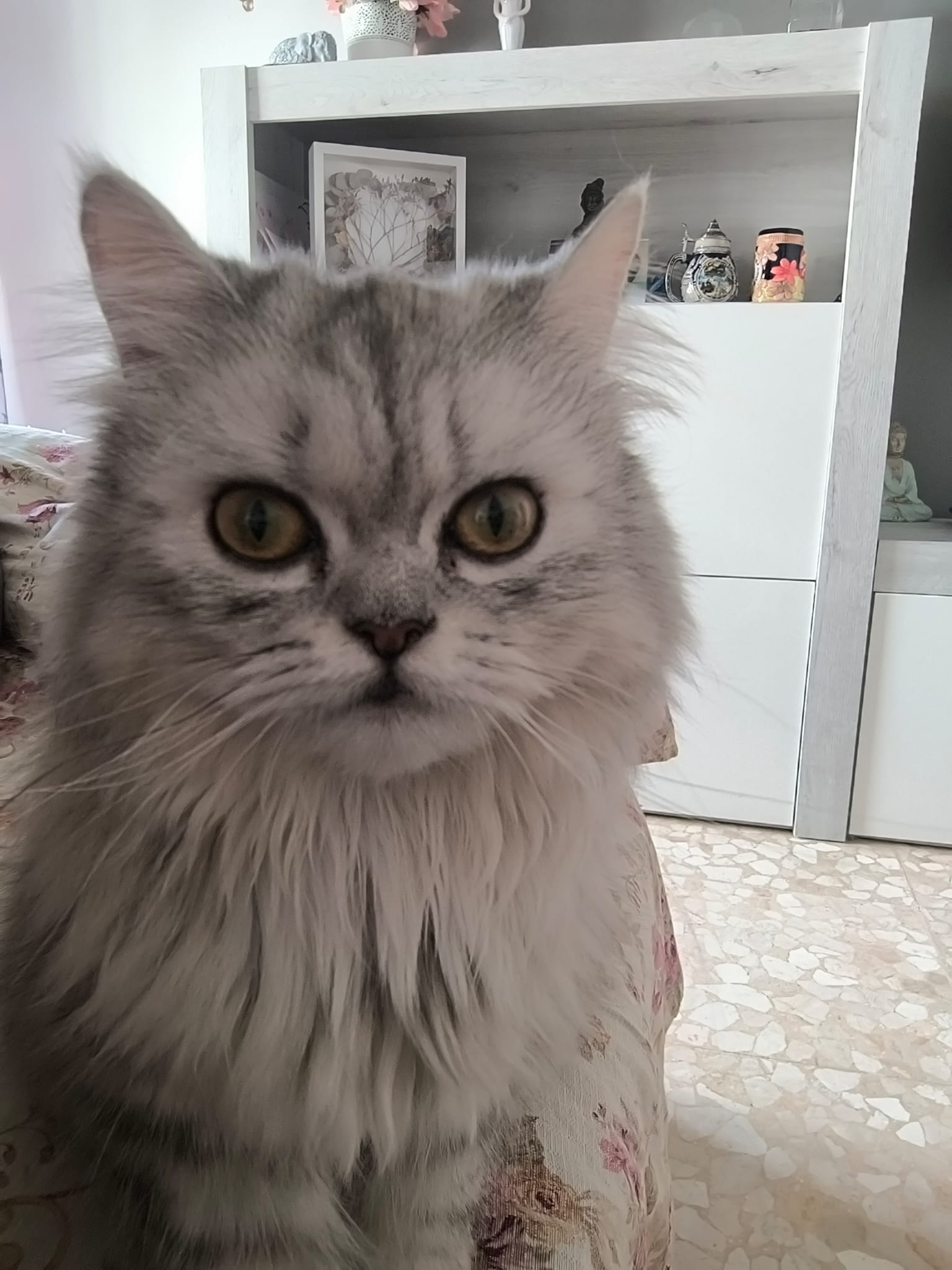 Gato persa Ceres en criadero Sevilla