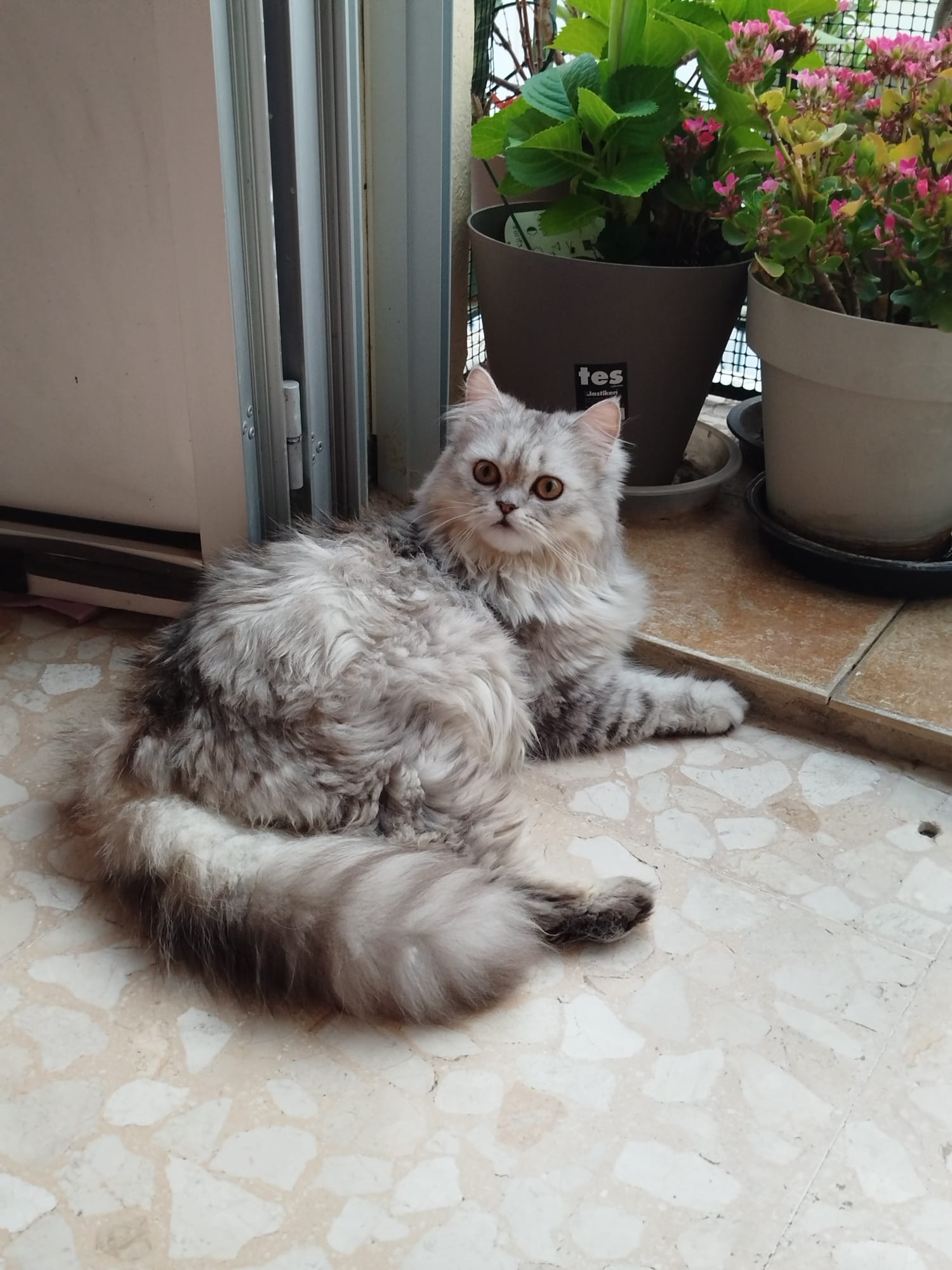 Gato persa chinchilla Ceres disponible en España