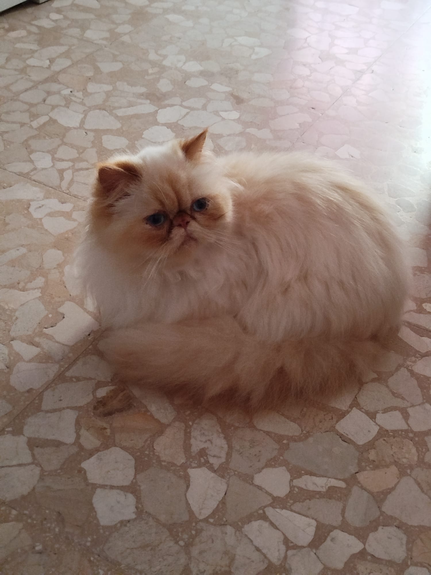 Gato Persa Himalayo
