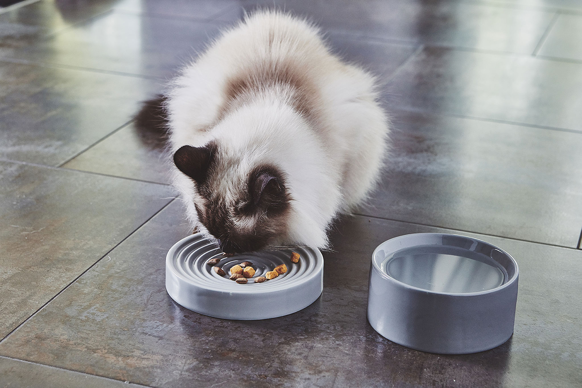 comida para gato persa