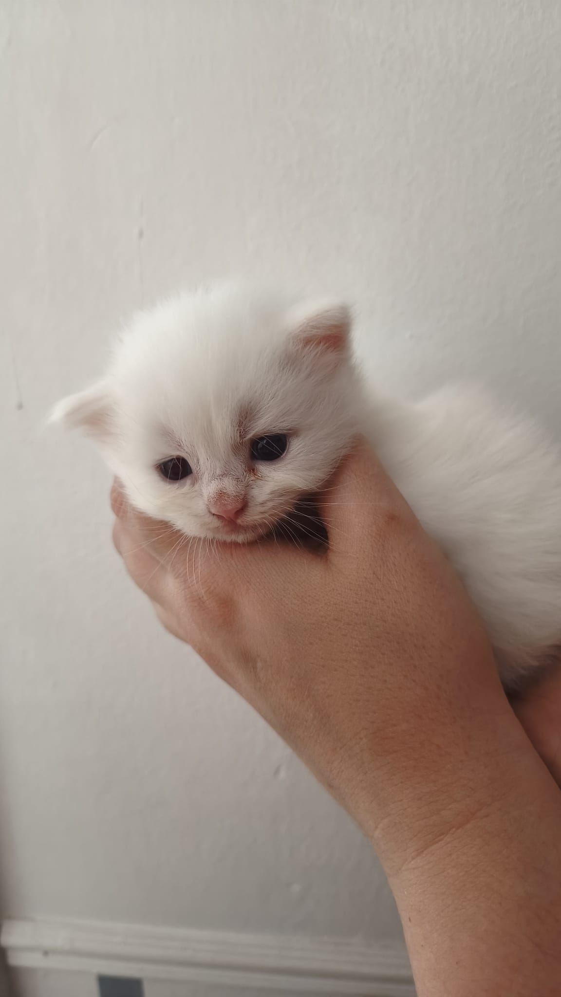 Copo - Gato persa chinchilla hembra