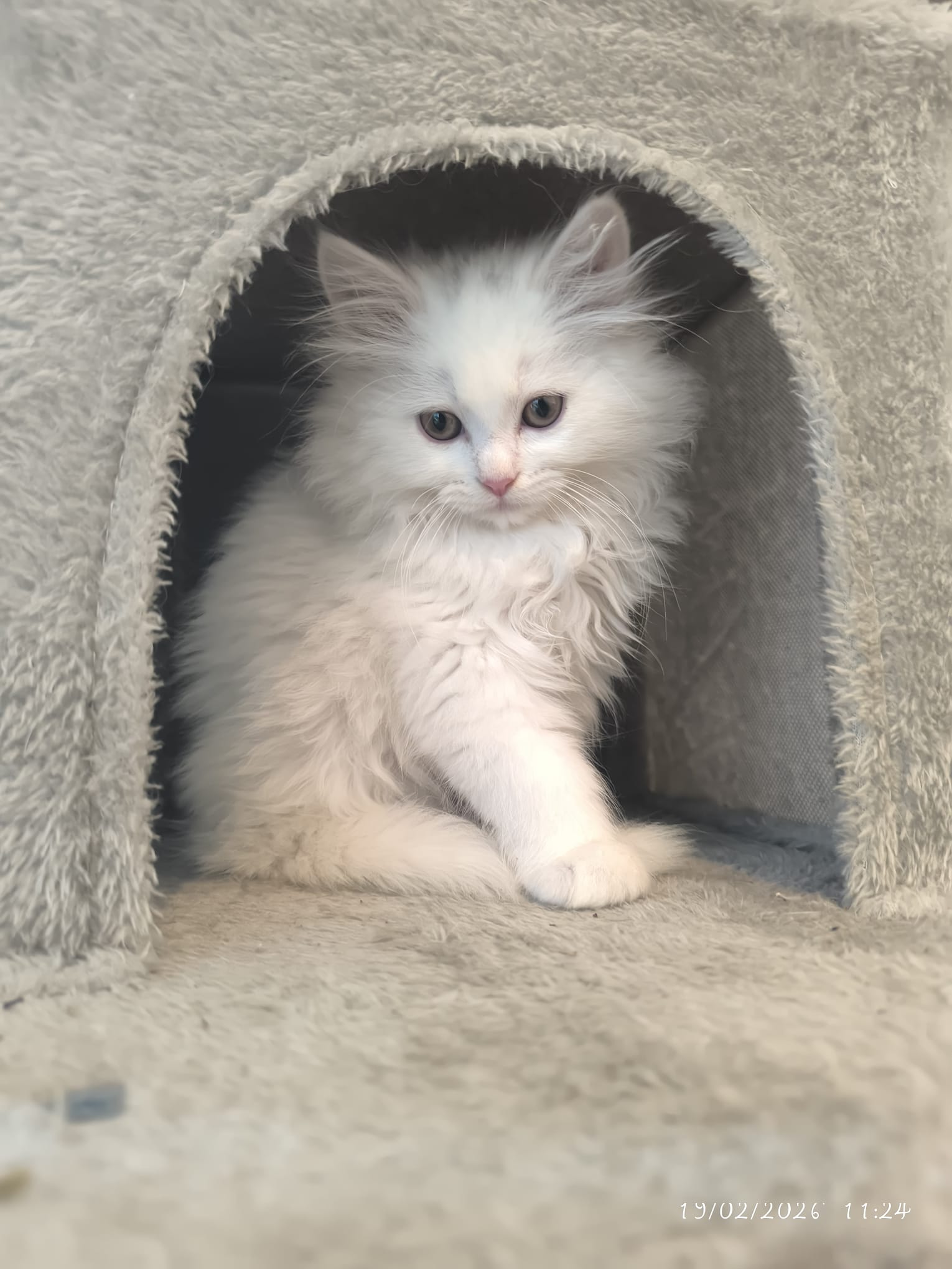 Esmeralda - Gato persa europeo hembra