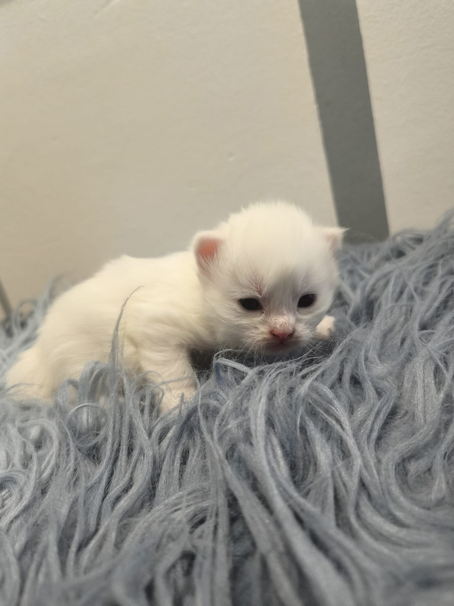 Gato persa chinchilla en adopción Sevilla - Figaro