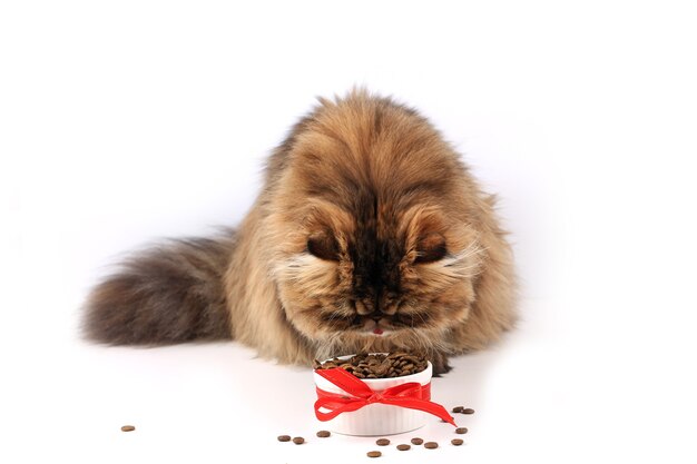 Bol de comida para gato persa