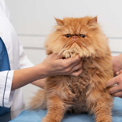 Chequeo veterinario de un gato persa