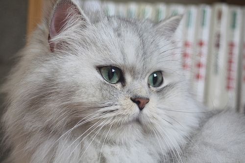 Gato Persa Chinchilla