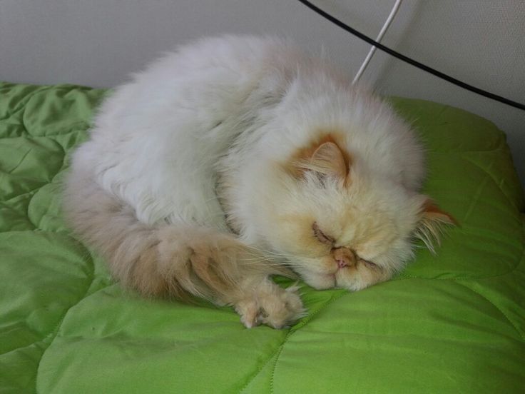 Gato persa descansando