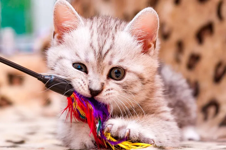 Gato persa con juguetes