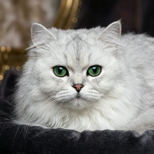 Gato persa chinchilla plateado