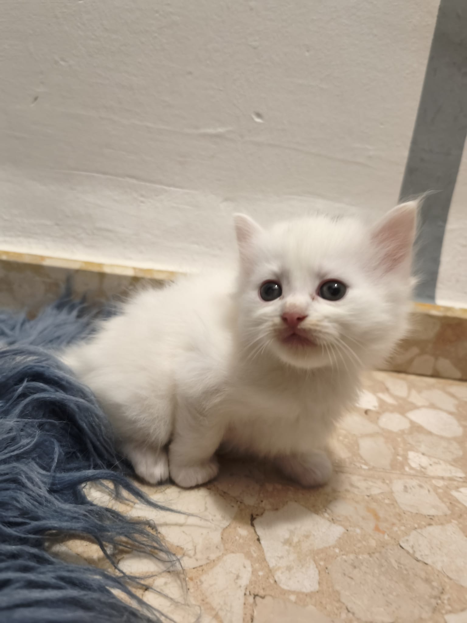 Heracles - Gato persa europeo macho