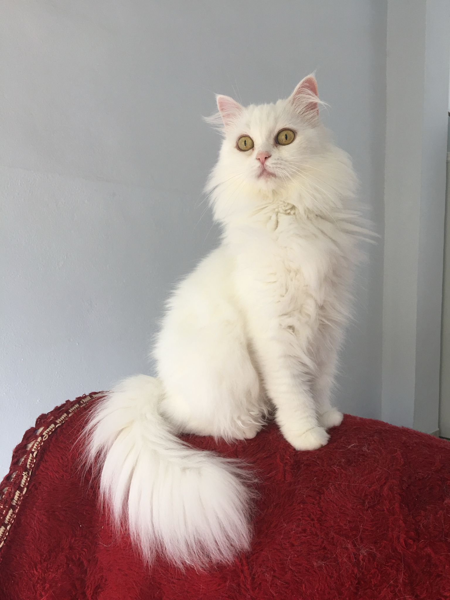 Gato persa adulto madre de Bluey en adopción