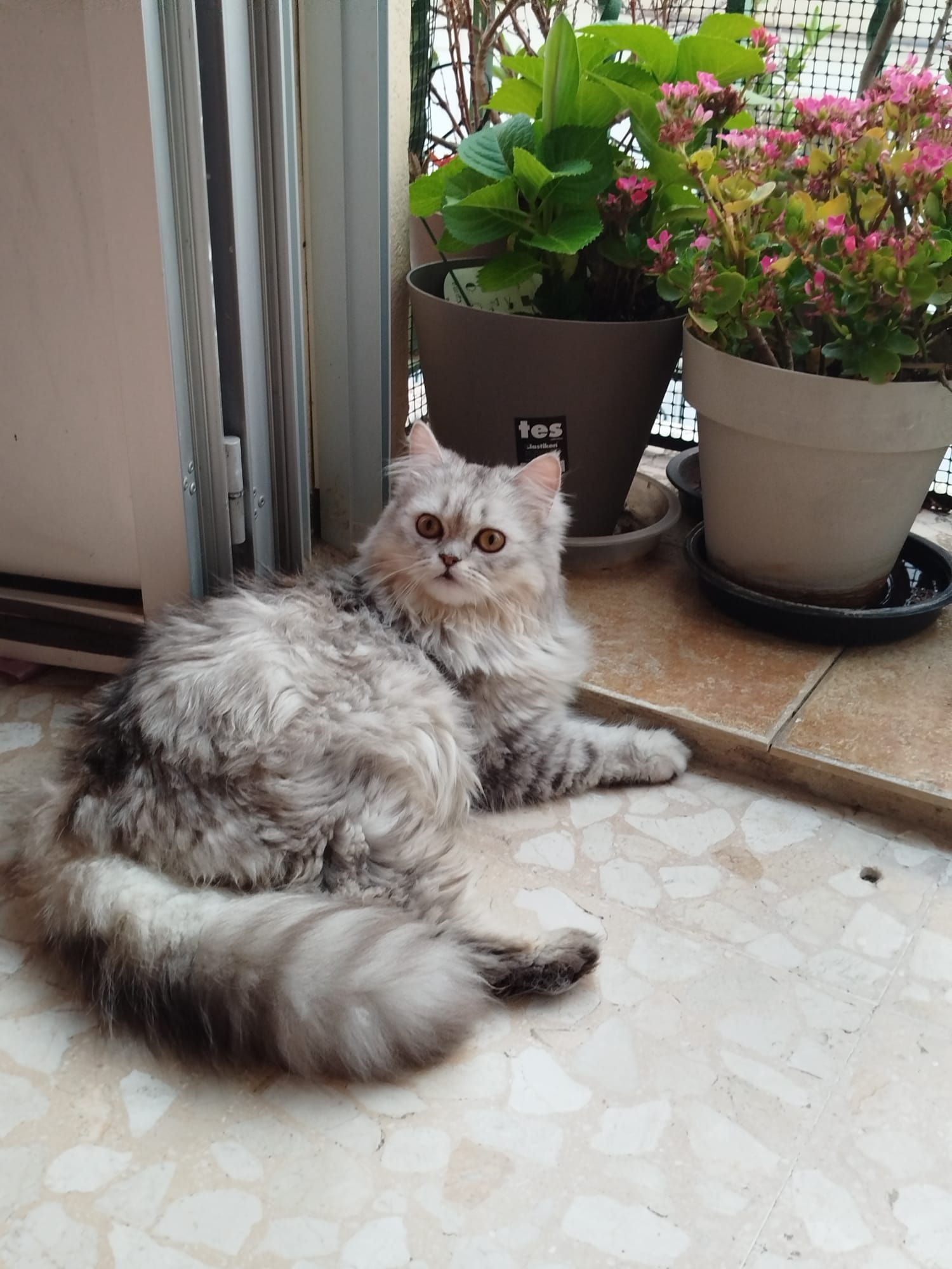 Gato persa chinchilla Ceres disponible en España