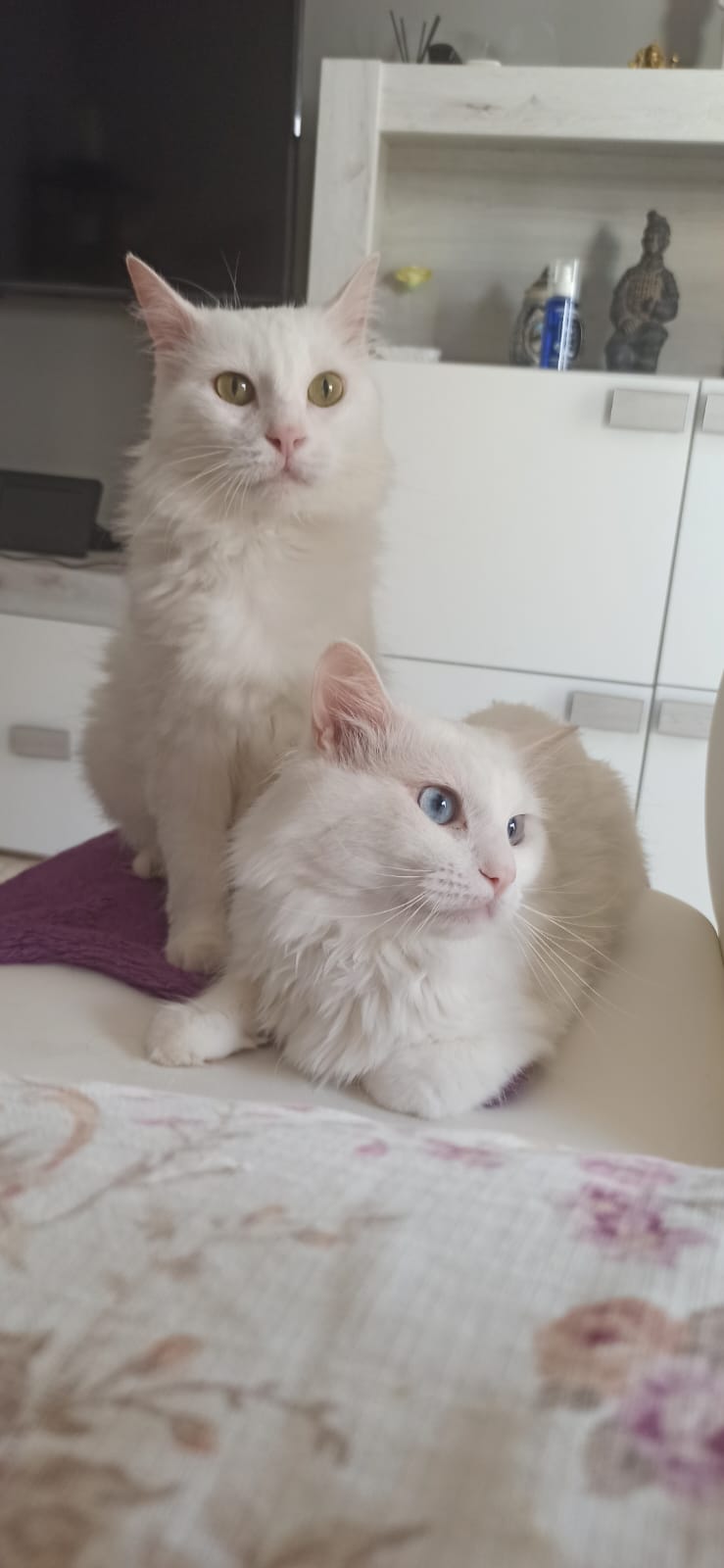 Gato persa gris Oddie en Sevilla