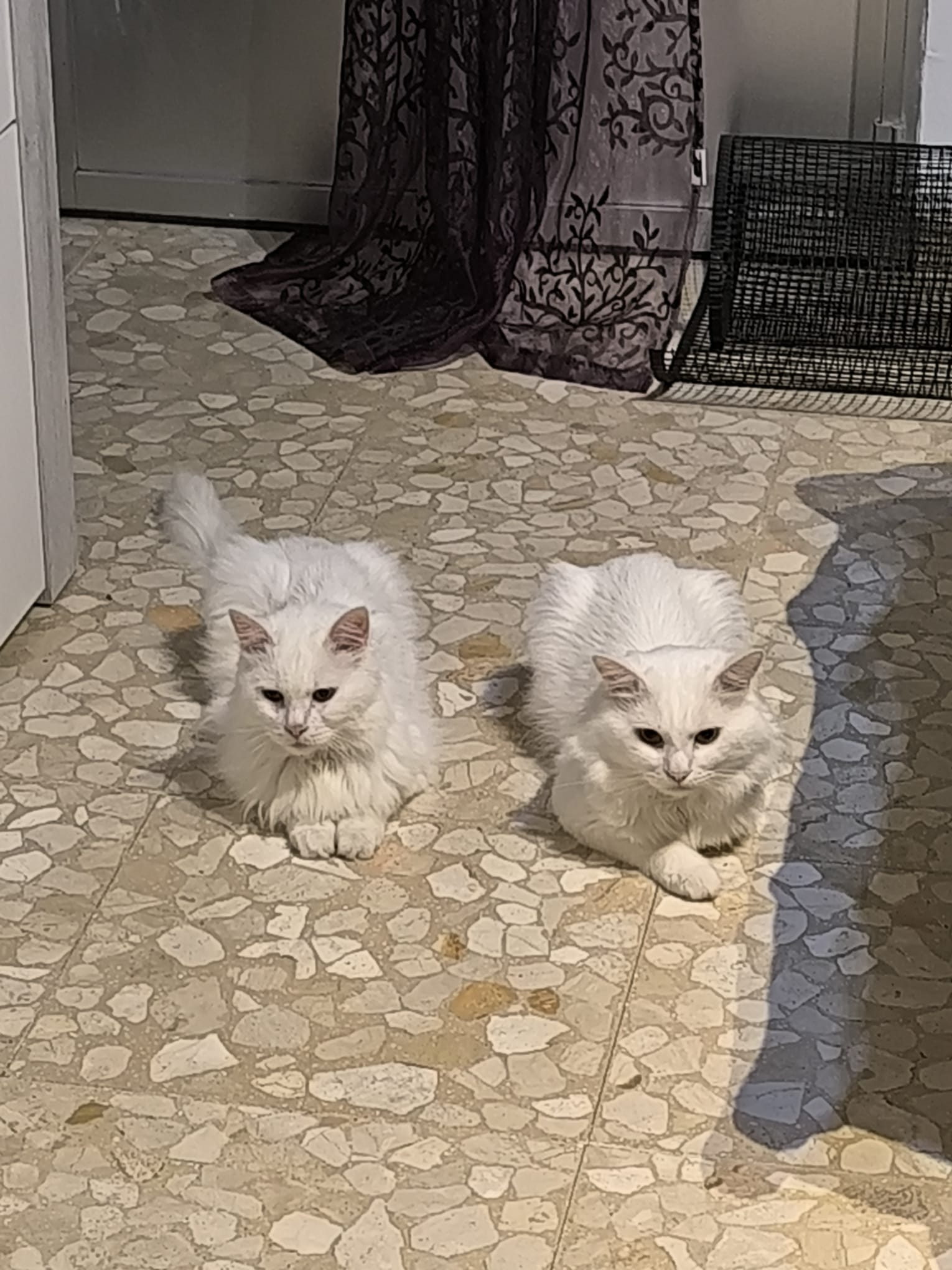 Gatos persas pequeños Oddie y Agatha en venta
