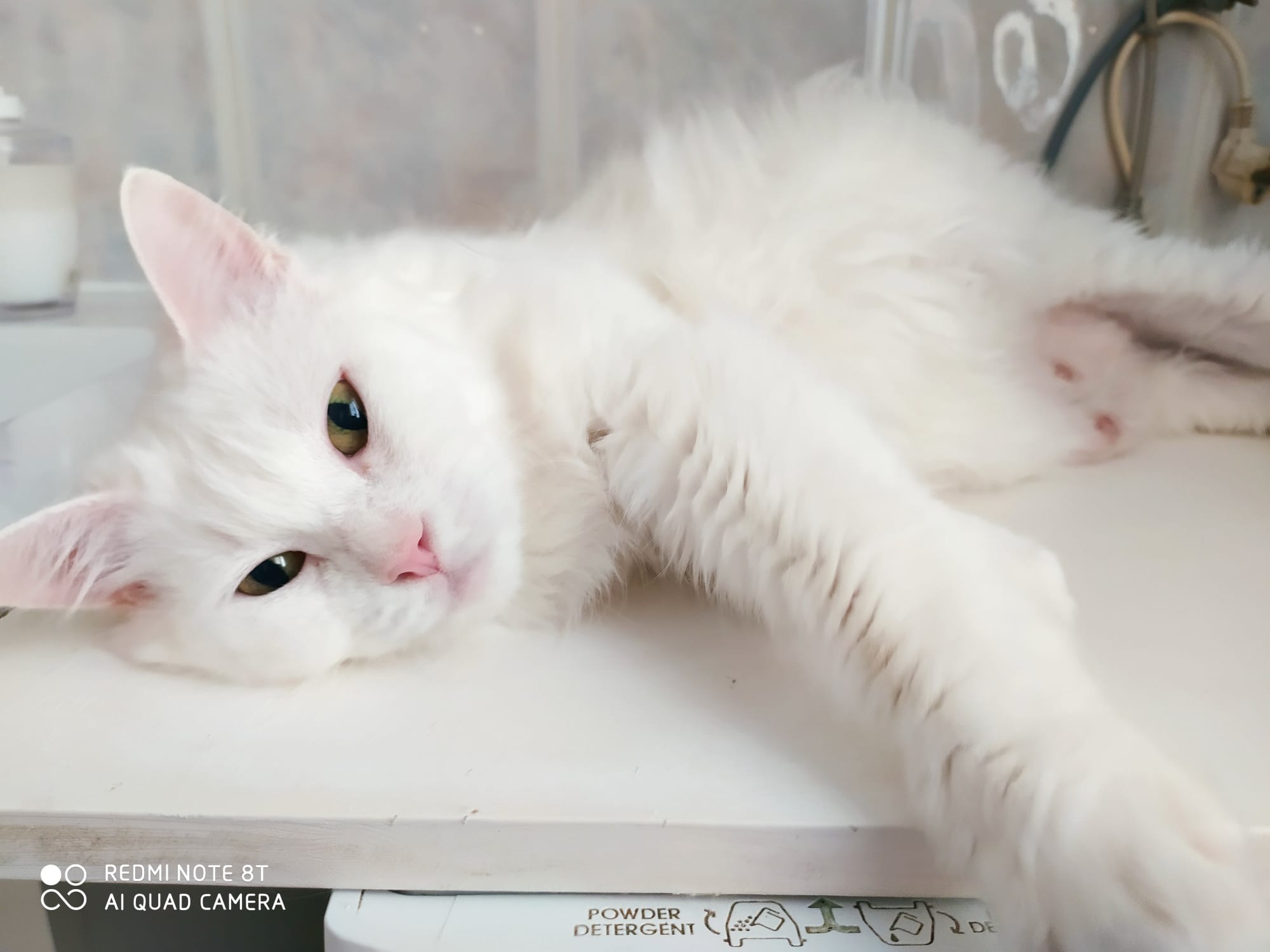 Gato persa chinchilla blanco Agatha
