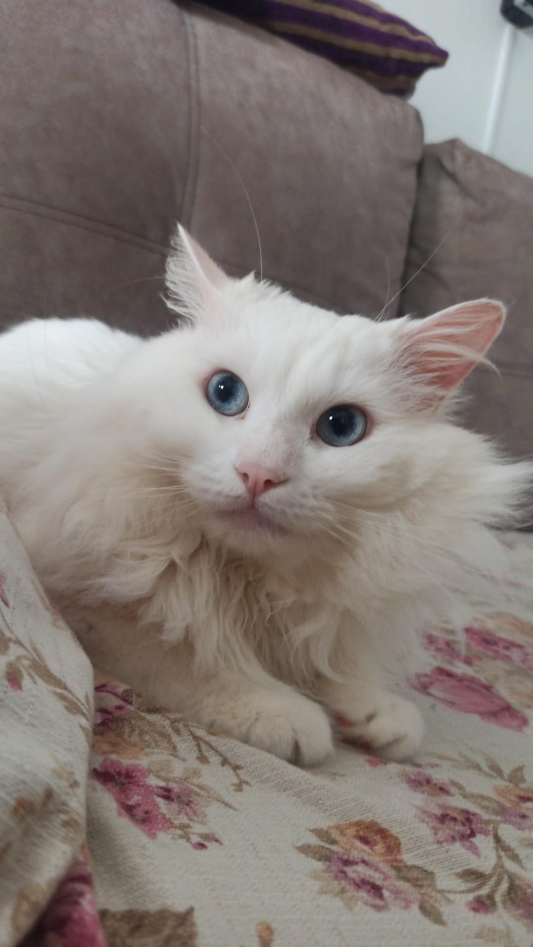 Gato persa marrón Oddie en adopción