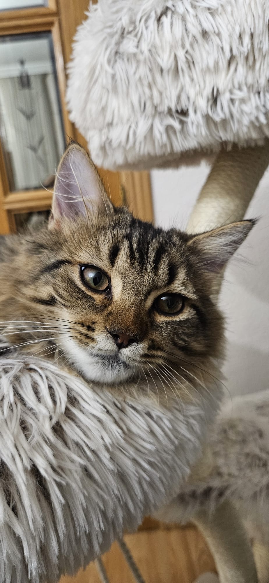 Gato persa blanco Leo en adopción