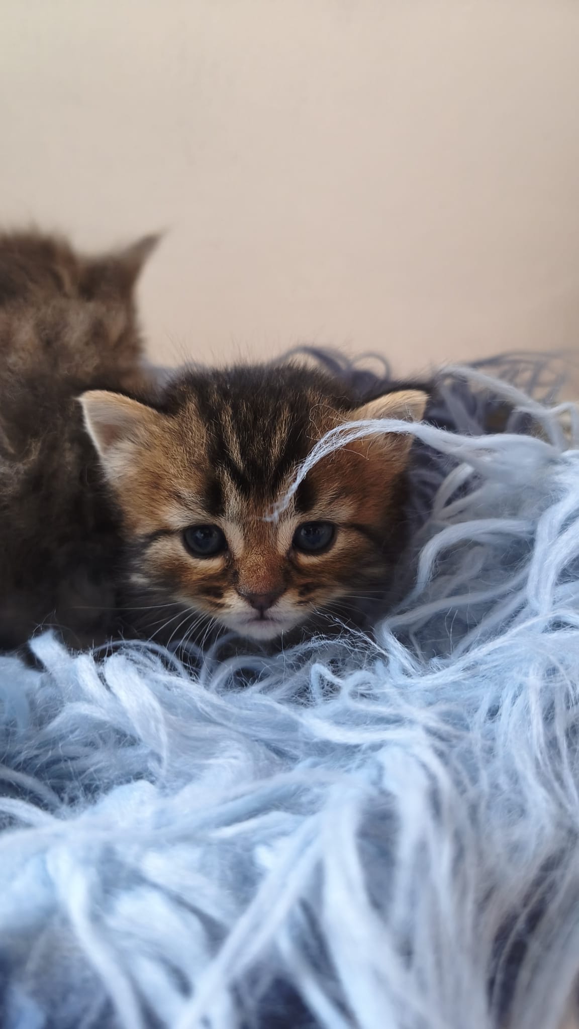 Leo - Gato persa europeo macho