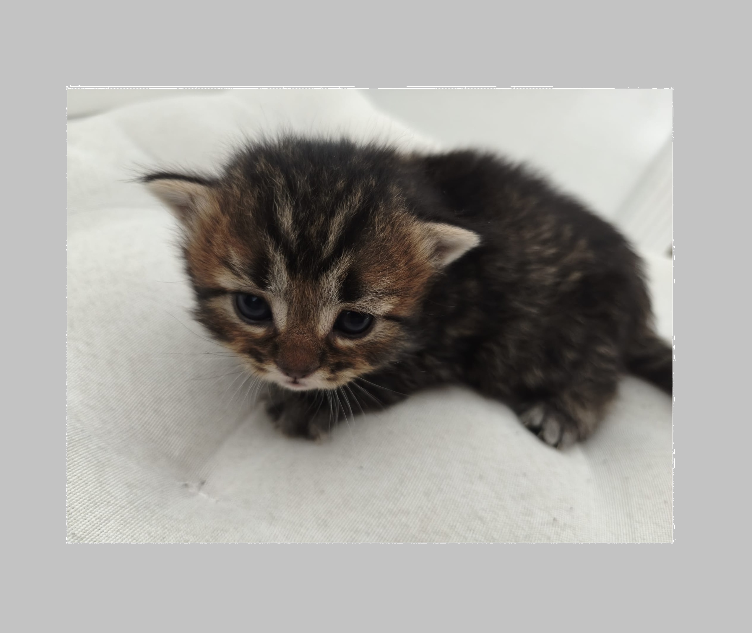 Leo - Gatita persa disponible