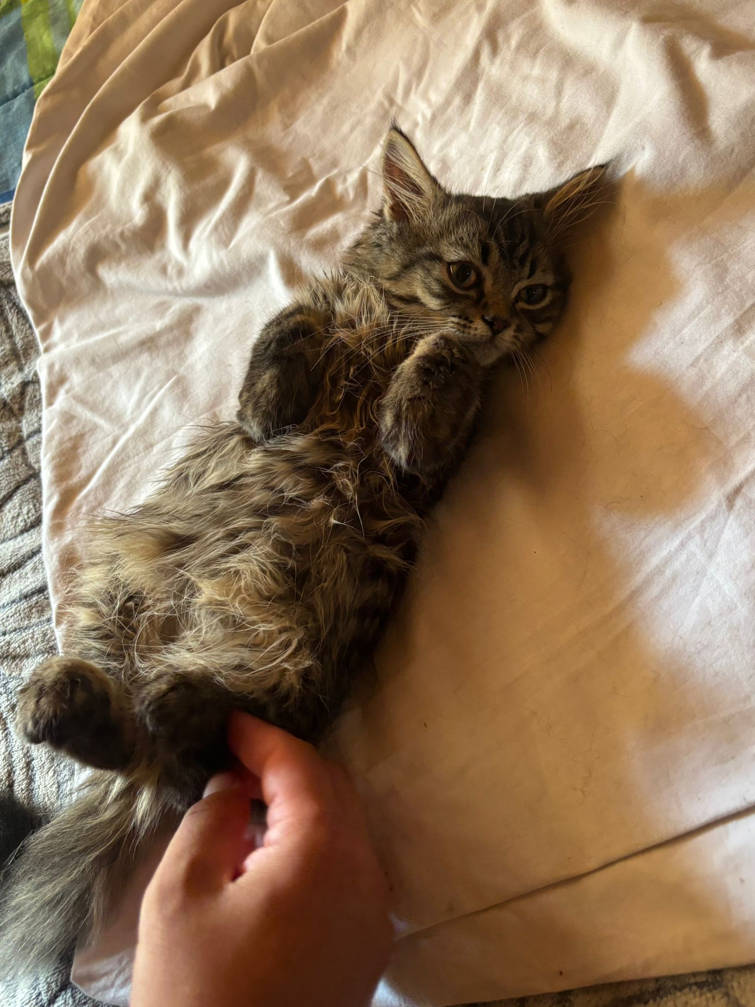 Loki - Gato persa europeo macho