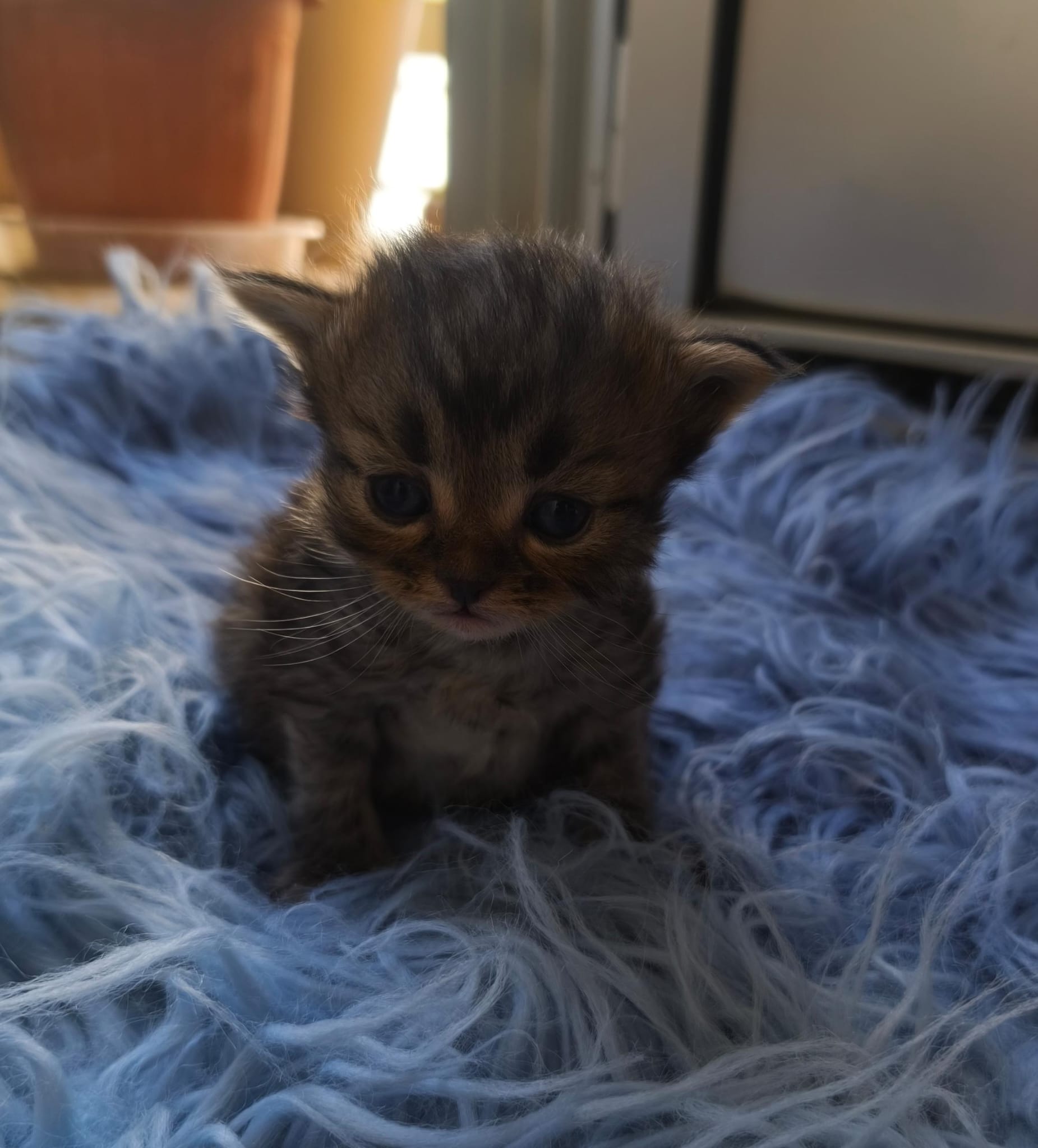 Loki - Gato persa europeo macho