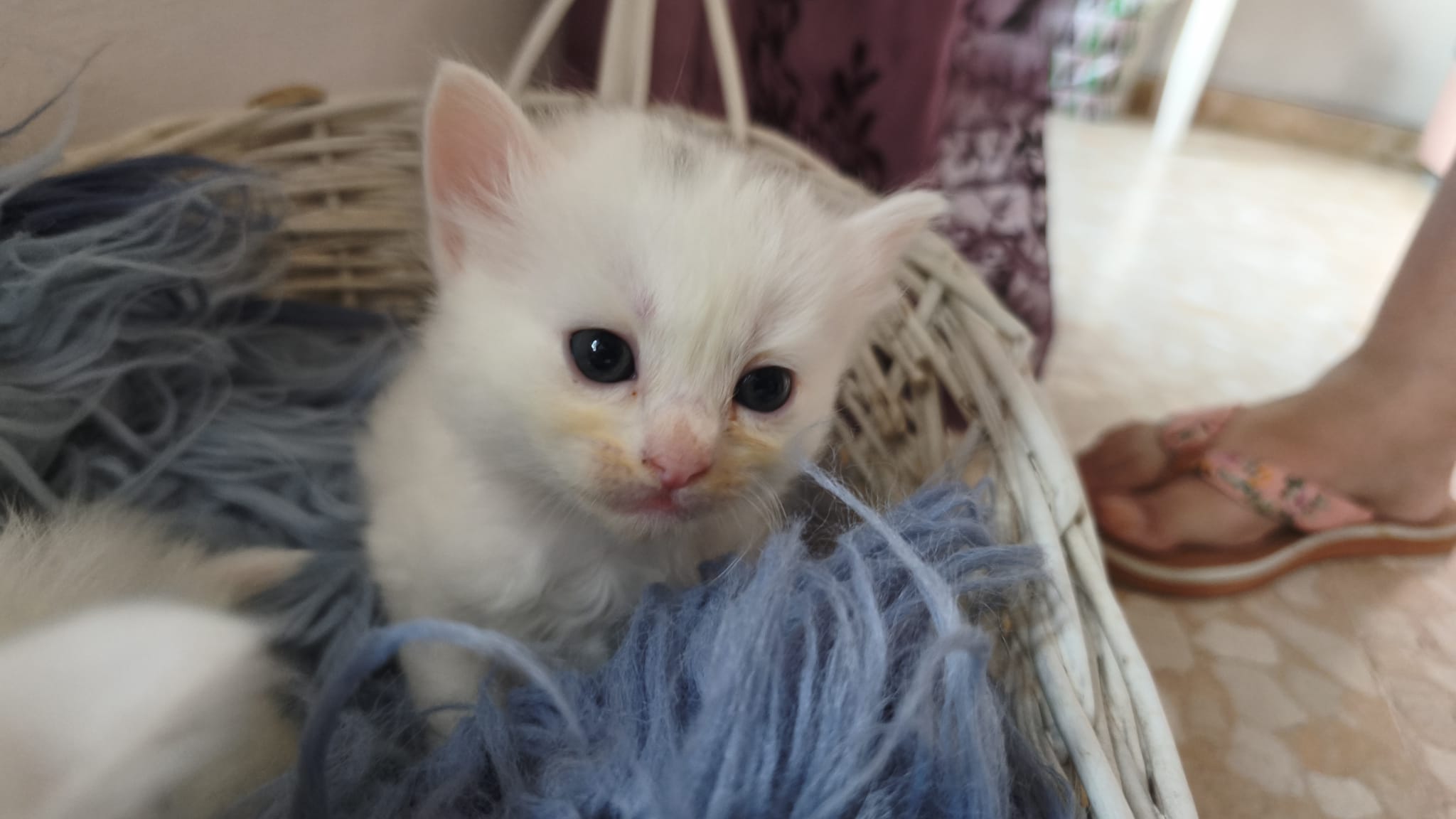 Nieve - Gato persa europeo hembra