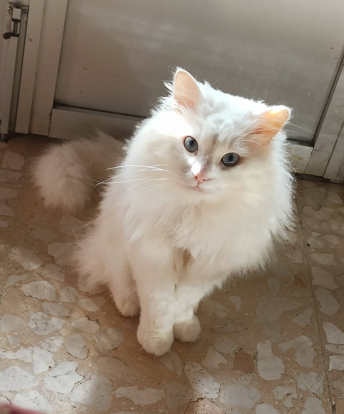 Gato persa en adopción Sevilla