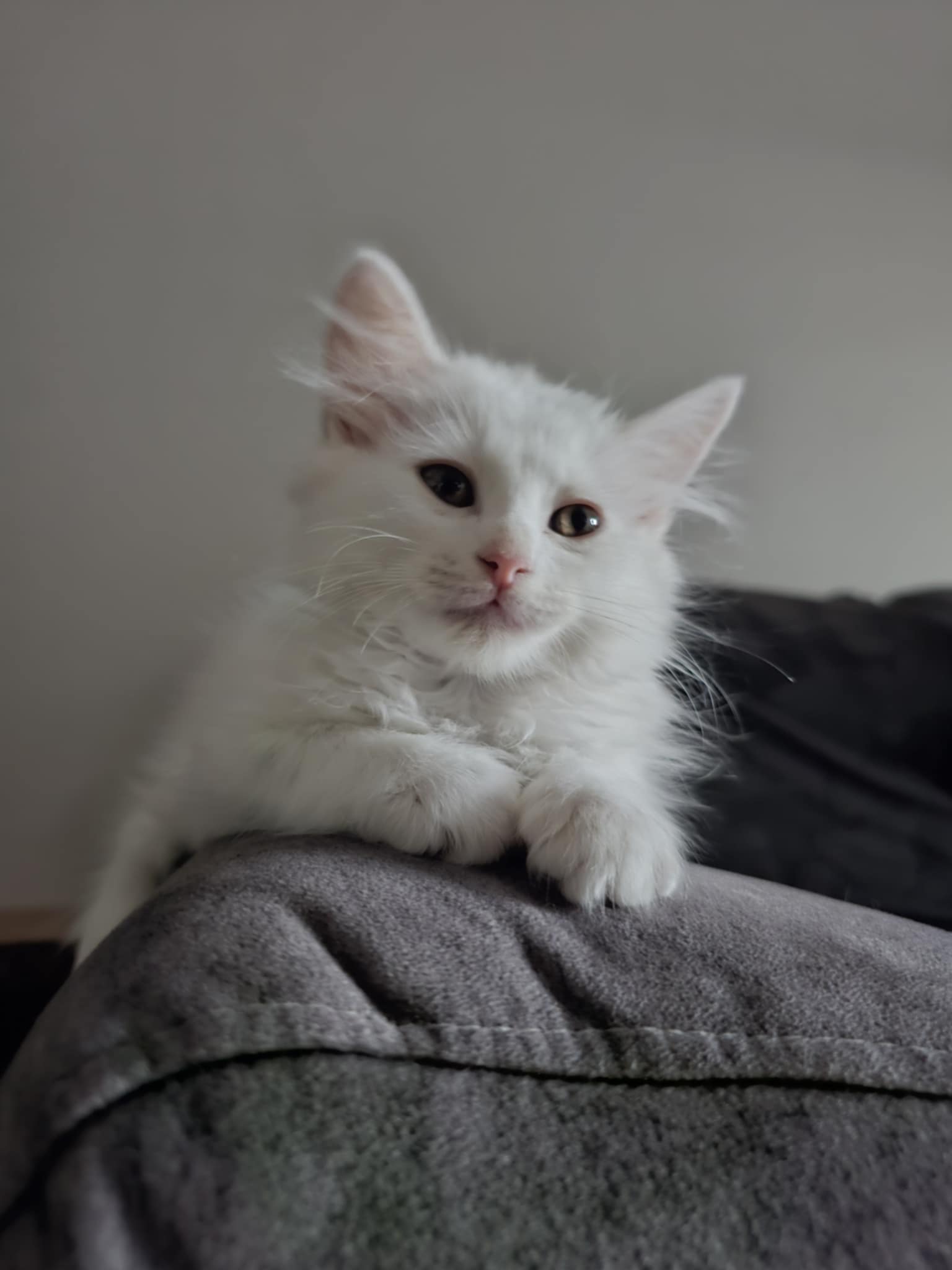 Gato persa chinchilla Odín en Sevilla