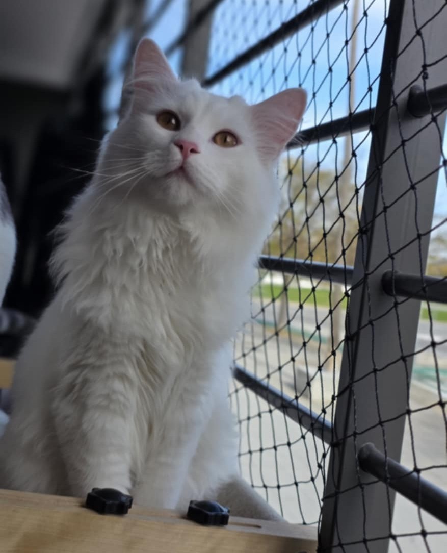 Gato persa chinchilla Odín en Sevilla