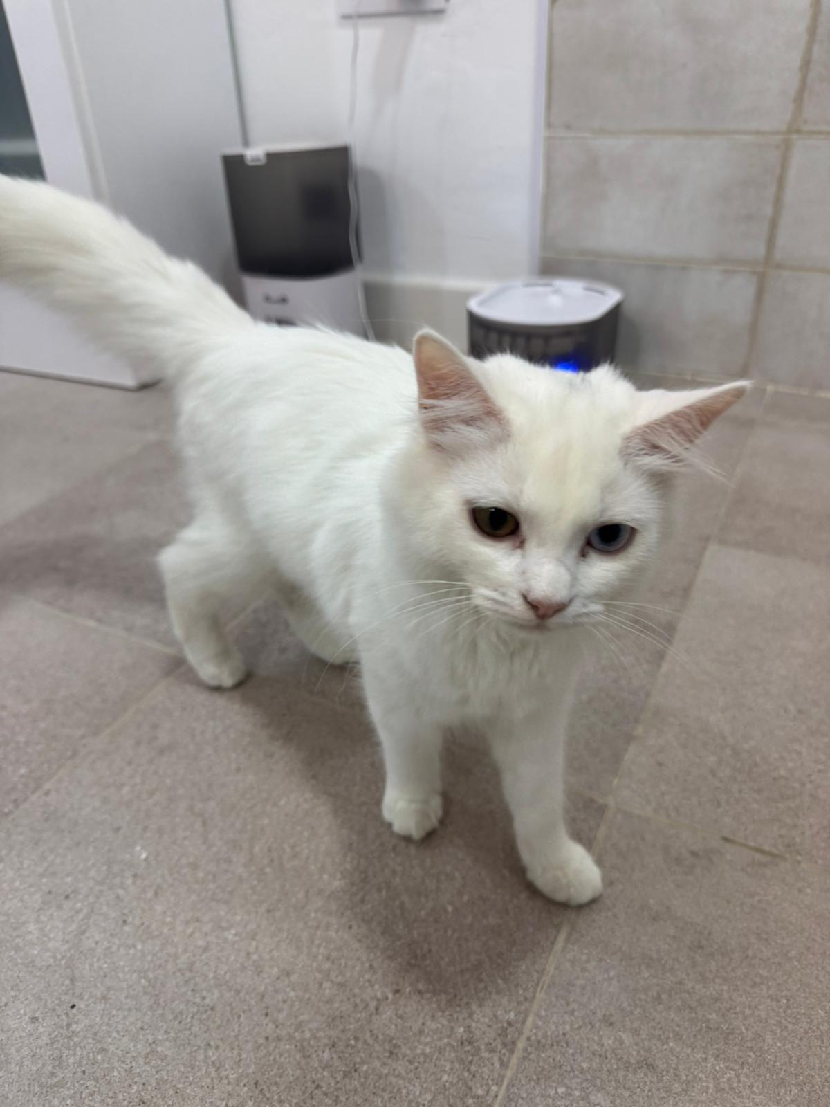 Orion - Gato persa europeo hembra