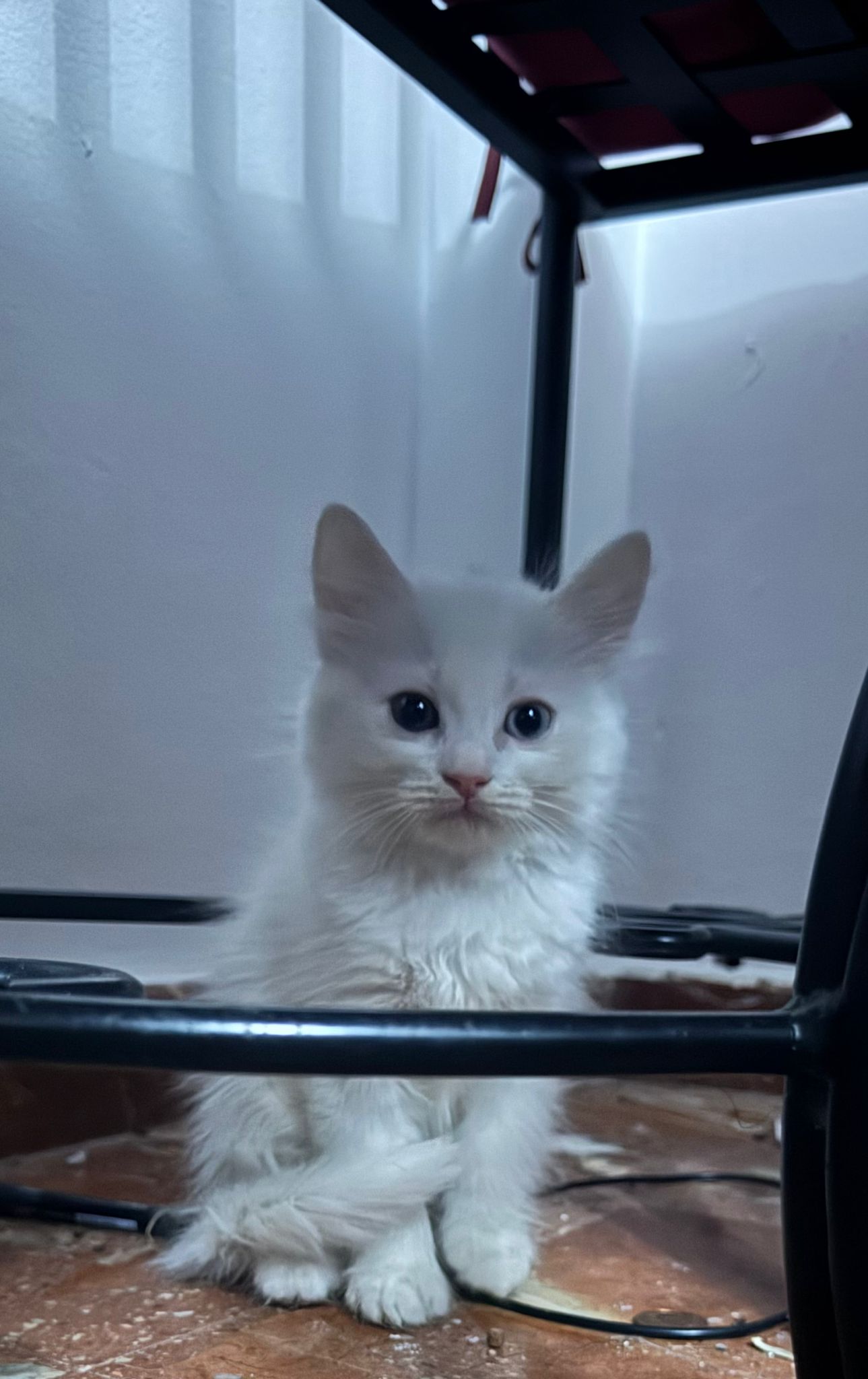 Orion - Gato persa europeo hembra